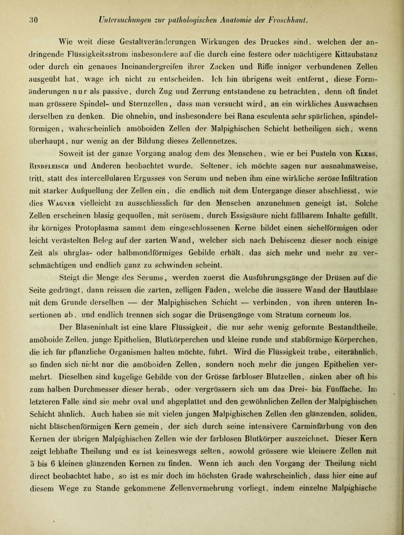 Wie weit diese Gestaltveränclerungen Wirkungen des Druckes sind, welchen der an- dringende Flüssigkeitsstrom insbesondere auf die durch eine festere oder mächtigere Kittsubstanz oder durch ein genaues Ineinandergreifen ihrer Zacken und Riffe inniger verbundenen Zellen ausgeübt hat, wage ich nicht zu entscheiden. Ich bin übrigens weit entfernt, diese Form- änderungen nur als passive, durch Zug und Zerrung entstandene zu betrachten, denn oft findet man grössere Spindel- und Slernzellen, dass man versucht wird, an ein wirkliches Auswachsen derselben zu denken. Die ohnehin, und insbesondere bei Rana esculenla sehr spärlichen, spindel- förmigen, wahrscheinlich amöboiden Zellen der Malpighischen Schicht betheiligen sich, wenn überhaupt, nur wenig an der Bildung dieses Zellennetzes. Soweit ist der ganze Vorgang analog dem des Menschen, wie er bei Pusteln von Klebs, Rindfleisch und Anderen beobachtet wurde. Seltener, ich möchte sagen nur ausnahmsweise, tritt, statt des intercellularen Ergusses von Serum und neben ihm eine wirkliche seröse Infiltration mit starker Aufquellung der Zellen ein, die endlich mit dem Untergange dieser abschliesst, wie dies Wagner vielleicht zu ausschliesslich für den Menschen anzunehmen geneigt ist. Solche Zellen erscheinen blasig gequollen, mit serösem, durch Essigsäure nicht fällbarem Inhalte gefüllt, ihr körniges Protoplasma sammt dem eingeschlossenen Kerne bildet einen sichelförmigen oder leicht verästelten Beleg auf der zarten Wand, welcher sich nach Dehiscenz dieser noch einige Zeit als uhrglas- oder halbmondförmiges Gebilde erhält, das sich mehr und mehr zu ver- schmächtigen und endlich ganz zu schwinden scheint. Steigt die Menge des Serums, werden zuerst die Ausführungsgänge der Drüsen auf die Seite gedrängt, dann reissen die zarten, zelligen Fäden, welche die äussere Wand der Hautblase mit dem Grunde derselben — der Malpighischen Schicht — verbinden, von ihren unteren In- sertionen ab, und endlich trennen sich sogar die Drüsengänge vom Stratum corneum los. Der Blaseninhalt ist eine klare Flüssigkeit, die nur sehr wenig geformte Bestandtheile. amöboide Zellen, junge Epithelien, Blutkörperchen und kleine runde und stabförmige Körperchen, die ich für pflanzliche Organismen halten möchte, führt. Wird die Flüssigkeit trübe, eiterähnlich, so finden sich nicht nur die amöboiden Zellen, sondern noch mehr die jungen Epithelien ver- mehrt. Dieselben sind kugelige Gebilde von der Grösse farbloser Blutzellen, sinken aber oft bis zum halben Durchmesser dieser herab, oder vergrössern sich um das Drei- bis Fünffache. Im letzteren Falle sind sie mehr oval und abgeplattet und den gewöhnlichen Zellen der Malpighischen Schicht ähnlich. Auch haben sie mit vielen jungen Malpighischen Zellen den glänzenden, soliden, nicht bläschenförmigen Kern gemein, der sich durch seine intensivere Carminfärbung von den Kernen der übrigen Malpighischen Zellen wie der farblosen Blutkörper auszeichnet. Dieser Kern zeigt lebhafte Theilung und es ist keineswegs selten, sowohl grössere wie kleinere Zellen mit 5 bis 6 kleinen glänzenden Kernen zu finden. Wenn ich auch den Vorgang der Theilung nicht direct beobachtet habe, so ist es mir doch im höchsten Grade wahrscheinlich, dass hier eine auf diesem Wege zu Stande gekommene Zellenvermehrung vorliegt, indem einzelne Malpighische