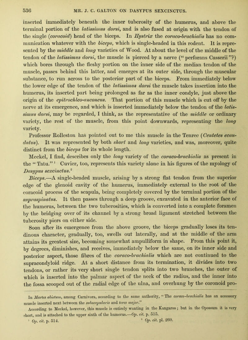 inserted immediately beneath the inner tuberosity of the humerus, and above the terminal portion of the latissimus dorsi, and is also fused at origin with the tendon of the single (coracoid) head of the biceps. In Hystrix the coraco-bracMalis has no com- munication whatever with the biceps, which is single-headed in this rodent. It is repre- sented by the middle and long varieties of Wood. At about the level of the middle of the tendon of the latissimus dorsi, the muscle is pierced by a nerve (“ perforans Casserii ”?) which bores through the fleshy portion on the inner side of the median tendon of the muscle, passes behind this latter, and emerges at its outer side, through the muscular substance, to run across to the posterior part of the biceps. Erom immediately below the lower edge of the tendon of the latissimus dorsi the muscle takes insertion into the humerus, its inserted part being prolonged as far as the inner condyle, just above the origin of the epitrochleo-anconeus. That portion of this muscle which is cut off by the nerve at its emergence, and which is inserted immediately helow the tendon of the latis- simus dorsi, may be regarded, I think, as the representative of the middle or ordinary variety, the rest of the muscle, from this point downwards, representing the long variety. Professor Polleston has pointed out to me this muscle in the Tenrec (Centetes ecau- datus). It was represented by both short and long varieties, and was, moreover, quite distinct from the biceps for its whole length. Meckel, I find, describes only the long variety of the coraco-brachialis as present in the “ Tatu.” * Cuvier, too, represents this variety alone in his figures of the myology of Dasypus sexcinctus.^ Biceps.—A single-headed muscle, arising by a strong flat tendon from the superior- edge of the glenoid cavity of the humerus, immediately- external to the root of the coracoid process of the scapula, being completely covered by the terminal portion of the supraspinatus. It then passes through a deep groove, excavated in the anterior face of the humerus, between the two tuberosities, which is converted into a complete foramen by the bridging over of its channel by a strong broad ligament stretched between the tuberosity piers on either side. Soon after its emergence from the above groove, the biceps gradually loses its ten- dinous character, gradually, too, swells out laterally, and at the middle of the arm attains its greatest size, becoming somewhat ampulliform in shape. Prom this point it, by degrees, diminishes, and receives, immediately below the same, on its inner side and posterior aspect, those fibres of the coraco-brachialis which are not continued to the supracondyloid ridge. At a short distance from its termination, it divides into two tendons, or rather its very short single tendon splits into two branches, the outer of which is inserted into the palmar aspect of the neck of the radius, and the inner into the fossa scooped out of the radial edge of the ulna, and overhung by the coronoid pro- In Martes ahietum, among Carnivora, according to the same authority, “ The coraco-brachialis has an accessory muscle inserted next between the suhscajmlaris and teres major. According to Meckel, however, this muscle is entirely wanting in the Kangaroo ; hut in the Opossum it is very short, and is attached to the iipper sixth of the humerus.—Op. cit. p. 515. 1 Op. cit. p. 514. ' Op. cit. pi. 260.