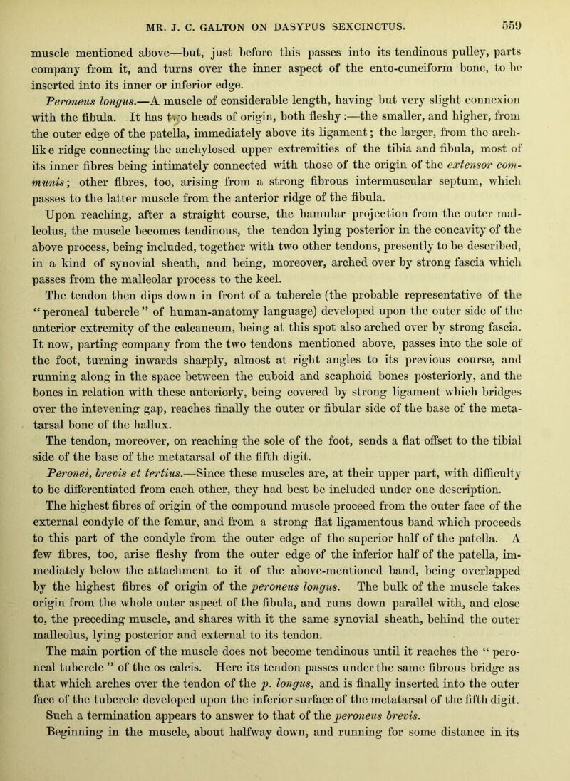 muscle mentioned above—^but, just before this passes into its tendinous pulley, parts company from it, and turns over the inner aspect of the ento-cuneiform bone, to be inserted into its inner or inferior edge. Feroneus longus.—A muscle of considerable length, having but very slight connexion with the fibula. It has 1«ro heads of origin, both fleshy :—the smaller, and higher, from the outer edge of the patella, immediately above its ligament; the larger, from the arch- lik e ridge connecting the anchylosed upper extremities of the tibia and fibula, most of its inner fibres being intimately connected with those of the origin of the extensor com- munis', other fibres, too, arising from a strong fibrous intermuscular septum, which passes to the latter muscle from the anterior ridge of the fibula. Upon reaching, after a straight course, the hamular projection from the outer mal- leolus, the muscle becomes tendinous, the tendon lying posterior in the concavity of the above process, being included, together with two other tendons, presently to be described, in a kind of synovial sheath, and being, moreover, arched over by strong fascia which passes from the malleolar process to the keel. The tendon then dips down in front of a tubercle (the probable representative of the “ peroneal tubercle ” of human-anatomy language) developed upon the outer side of the anterior extremity of the calcaneum, being at this spot also arched over by strong fascia. It now, parting company from the two tendons mentioned above, passes into the sole of the foot, turning inwards sharply, almost at right angles to its previous course, and running along in the space between the cuboid and scaphoid bones posteriorly, and the bones in relation with these anteriorly, being covered by strong ligament which bridges over the intevening gap, reaches finally the outer or fibular side of the base of the meta- tarsal bone of the hallux. The tendon, moreover, on reaching the sole of the foot, sends a flat offset to the tibial side of the base of the metatarsal of the fifth digit. Feronei, brevis et tertius.—Since these muscles are, at their upper part, with difficulty to be differentiated from each other, they had best be included under one description. The highest fibres of origin of the compound muscle proceed from the outer face of the external condyle of the femur, and from a strong flat ligamentous band which proceeds to this part of the condyle from the outer edge of the superior half of the patella. A few fibres, too, arise fleshy from the outer edge of the inferior half of the patella, im- mediately below the attachment to it of the above-mentioned band, being overlapped by the highest fibres of origin of the peroneus longus. The bulk of the muscle takes origin from the whole outer aspect of the fibula, and runs down parallel with, and close to, the preceding muscle, and shares with it the same synovial sheath, behind the outer malleolus, lying posterior and external to its tendon. The main portion of the muscle does not become tendinous until it reaches the “ pero- neal tubercle ” of the os calcis. Here its tendon passes under the same fibrous bridge as that which arches over the tendon of the p. longus, and is finally inserted into the outer face of the tubercle developed upon the inferior surface of the metatarsal of the fifth digit. Such a termination appears to answer to that of the peroneus brevis. Beginning in the muscle, about halfway down, and running for some distance in its