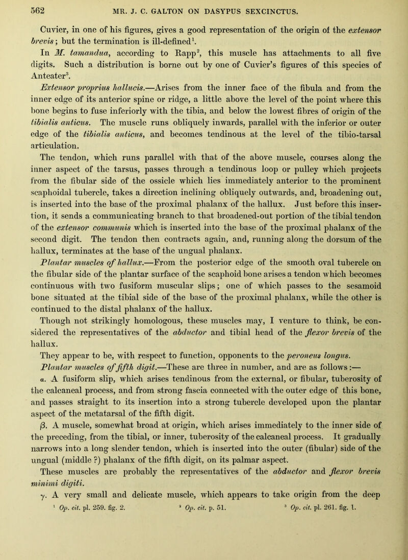 Cuvier, in one of his figures, gives a good representation of the origin of the extensor brevis-, but the termination is ill-defined\ In M. tamandua, according to Happ^ this muscle has attachments to all five digits. Such a distribution is borne out by one of Cuvier’s figures of this species of Anteater^. Extensor 'proprius hallucis.—Arises from the inner face of the fibula and from the inner edge of its anterior spine or ridge, a little above the level of the point where this bone begins to fuse inferiorly with the tibia, and below the lowest fibres of origin of the tibialis anticus. The muscle runs obliquely inwards, parallel with the inferior or outer edge of the tibialis anticus, and becomes tendinous at the level of the tibio-tarsal articulation. The tendon, which runs parallel with that of the above muscle, courses along the inner aspect of the tarsus, passes through a tendinous loop or pulley which projects from the fibular side of the ossicle which lies immediately anterior to the prominent scaphoidal tubercle, takes a direction inclining obliquely outwards, and, broadening out, is inserted into the base of the proximal phalanx of the hallux. Just before this inser- tion, it sends a communicating branch to that broadened-out portion of the tibial tendon of the extensor communis which is inserted into the base of the proximal phalanx of the second digit. The tendon then contracts again, and, running along the dorsum of the hallux, terminates at the base of the ungual phalanx. Elantar muscles of hallux.—Trom the posterior edge of the smooth oval tubercle on the fibular side of the plantar surface of the scaphoid bone arises a tendon which becomes continuous with two fusiform muscular slips; one of which passes to the sesamoid bone situated at the tibial side of the base of the proximal phalanx, while the other is continued to the distal phalanx of the hallux. Though not strikingly homologous, these muscles may, I venture to think, be con- sidered the representatives of the abductor and tibial head of the flexor brevis of the hallux. They appear to be, with respect to function, opponents to the peroneus longus. Elantar muscles of fifth digit.—These are three in number, and are as follows:— a. A fusiform slip, which arises tendinous from the external, or fibular, tuberosity of the calcaneal process, and from strong fascia connected with the outer edge of this bone, and passes straight to its insertion into a strong tubercle developed upon the plantar aspect of the metatarsal of the fifth digit. /3. A muscle, somewhat broad at origin, which arises immediately to the inner side of the preceding, from the tibial, or inner, tuberosity of the calcaneal process. It gradually narrows into a long slender tendon, which is inserted into the outer (fibular) side of the ungual (middle ?) phalanx of the fifth digit, on its palmar aspect. These muscles are probably the representatives of the abductor and flexor brevis minimi digiti. y. A very small and delicate muscle, which appears to take origin from the deep ' Op. cit. pi. 259. fig. 2. “ 02). cit. p. 51. ® Op. cit. pi. 261. fig. 1.