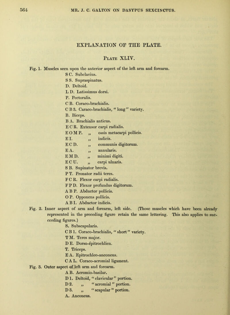 EXPLANATION OE THE PLATE. Plate XLIV. Fig. 1. Muscles seen upon the anterior aspect of the left arm and forearm. S C. Suhclavius. S S. Supraspinatus. D. Deltoid. L D. Latissimus dorsi. P. Pectoralis. C B. Coraco-brachialis. CBS. Caraco-hrachialis, “ long variety. B. Biceps. B A. Brachialis anticus. E C R. Extensor carpi radialis. E O M P. „ ossis metacarpi pollicis. El. ,, indicis. E C D. „ communis digitorum. E A. „ annularis. E M D. „ minimi digiti. ECU. „ carpi ulnaris. S B. Supinator brevis. P T. Pronator radii teres. F C R. Flexor carpi radialis. FPD. Flexor profundus digitorum. A B P. Abductor polbcis. O P. Opponens pollicis. ABI. Abductor indicis. Fig. 2. Inner aspect of arm and forearm, left side. (Those muscles which have been already represented in the preceding figure retain the same lettering. This also applies to suc- ceeding figures.) S. Subscapularis. C B 1. Coraco-brachialis, “ short” variety. T M. Teres major. DE. Dorso-epitrochlien. T. Triceps. E A. Epitrochleo-anconeus. CAL. Coraco-acromial ligament. Fig. 3. Outer aspeet of left arm and forearm. AB. Acromio-basilar. D 1. Deltoid, “clavicular” portion. D 2. ,, “ acromial ” portion. D 3. „ “ scapular ” portion. A. Anconeus.