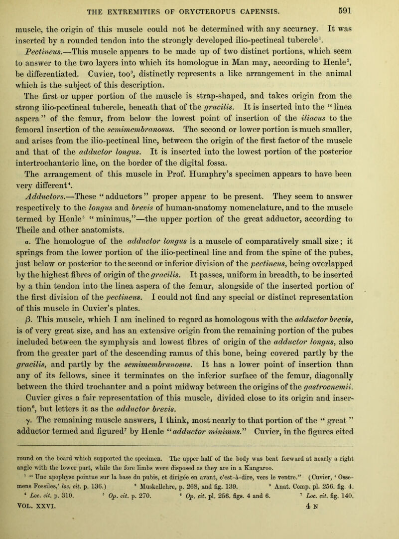 muscle, the origin of this muscle could not be determined with any accuracy. It was inserted by a rounded tendon into the strongly developed ilio-pectineal tubercle* *. Fectineus.—This muscle appears to be made up of two distinct portions, which seem to answer to the two layers into which its homologue in Man may, according to Henle^ be differentiated. Cuvier, too^ distinctly represents a like arrangement in the animal which is the subject of this description. The first or upper portion of the muscle is strap-shaped, and takes origin from the strong ilio-pectineal tubercle, beneath that of the gracilis. It is inserted into the “ linea aspera ” of the femur, from below the lowest point of insertion of the iliacus to the femoral insertion of the semimembranosus. The second or lower portion is much smaller, and arises from the ilio-pectineal line, between the origin of the first factor of the muscle and that of the adductor longus. It is inserted into the lowest portion of the posterior intertrochanteric line, on the border of the digital fossa. The arrangement of this muscle in Prof. Humphry’s specimen appears to have been very different Adductors.—These “ adductors ” proper appear to be present. They seem to answer respectively to the longus and brevis of human-anatomy nomenclature, and to the muscle termed by Henle® “ minimus,”—the upper portion of the great adductor, according to Theile and other anatomists. a. The homologue of the adductor longus is a muscle of comparatively small size; it springs from the lower portion of the ilio-pectineal line and from the spine of the pubes, just below or posterior to the second or inferior division of Wiq 'pectimeiis^ being overlapped by the highest fibres of origin of the gracilis. It passes, uniform in breadth, to be inserted by a thin tendon into the linea aspera of the femur, alongside of the inserted portion of the first division of the pectineus. I could not find any special or distinct representation of this muscle in Cuvier’s plates. j3. This muscle, which I am inclined to regard as homologous with the adductor brevis, is of very great size, and has an extensive origin from the remaining portion of the pubes included between the symphysis and lowest fibres of origin of the adductor longus, also from the greater part of the descending ramus of this bone, being covered partly by the gracilis, and partly by the semimembranosus. It has a lower point of insertion than any of its fellows, since it terminates on the inferior surface of the femur, diagonally between the third trochanter and a point midway between the origins of the gastrocnemii. Cuvier gives a fair representation of this muscle, divided close to its origin and inser- tion®, but letters it as the adductor brevis. y. The remaining muscle answers, I think, most nearly to that portion of the “ great ” adductor termed and figured^ by Henle '^adductor minimus.'^ Cuvier, in the figures cited roimd on the board which supported the specimen. The upper half of the body was bent forward at nearly a right angle with the lower part, while the fore limbs were disposed as they are in a Kangaroo. * “ Tine apophyse pointue sur la base du pubis, et dirigee en avant, c’est-a-dire, vers le ventre.” (Cuvier, ‘ Osse- mens Fossiles,’ loc. cit. p. 136.) “ Muskellehre, p. 268, and fig. 139. ^ Anat. Comp. pi. 256. fig. 4. ‘ Loc. cit. p. 310. ‘ Op. cit. p. 270. * Op. cit. pi. 256. figs. 4 and 6. ’ Loc. cit. fig. 140. VOL. XXVI. 4 N