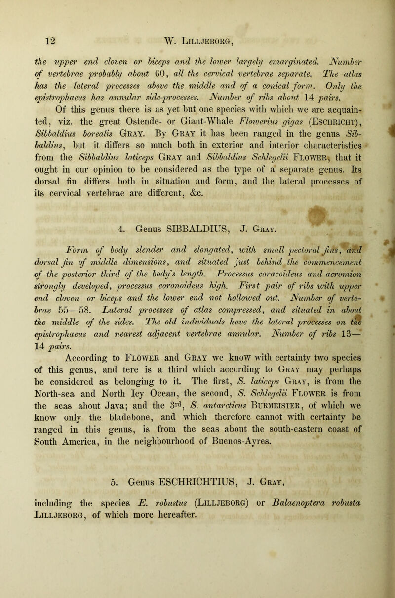 the upper end cloven or biceps and the loiver largely emarginated. Number of vertebrae probably about 60, all the cervical vertebrae separate. The atlas has the lateral processes above the middle and of a conical form. Only the epistrophaeus has annular side-processes. Number of ribs about 14 pairs. Of this genus there is as yet hut one species with which we are acquain- tecl, viz. the great Ostende- or Giant-Whale Flowerius gigas (Eschricht), Sibbaldius borealis Gray. By Gray it has been ranged in the genus Sib- baldius, but it differs so much both in exterior and interior characteristics from the Sibbaldius laticeps Gray and Sibbaldius Schlegelii Flower, that it ought in our opinion to be considered as the type of a separate genus. Its dorsal fin differs both in situation and form, and the lateral processes of its cervical vertebrae are different, &c. 4. Genus SIBBALDIUS, J. Gray. Form of body slender and elongated, ivith small pectoral fins, and dorsal fin of middle dimensions, and situated just behind the commencement of the posterior third of the body's length. Processus coracoideus and acromion strongly developed, processus coronoideus high. First pair of ribs with upper end cloven or biceps and the lower end not holloived out. Number of verte- brae 55—58. Lateral processes of atlas compressed, and situated in about the middle of the sides. The old individuals have the lateral processes on tf^ epistrophaeus and nearest adjacent vertebrae annular. Number of ribs 13 — 14 pairs. According to Flower and Gray we know with certainty two species of this genus, and tere is a third which according to Gray may perhaps be considered as belonging to it. The first, S. laticeps Gray, is from the North-sea and North Icy Ocean, the second, S. Schlegelii Flower is from the seas about Java; and the 3rd, s. antarcticus Burmeister, of which we know only the bladebone, and which therefore cannot with certainty be ranged in this genus, is from the seas about the south-eastern coast of South America, in the neighbourhood of Buenos-Ayres. 5. Genus ESCHRICHTIUS, J. Gray, including the species E. robustus (Lilljeborg) or Balaenoptera robusta Lilljeborg, of which more hereafter.
