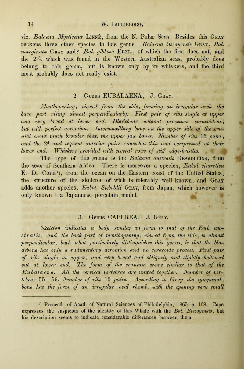 viz. Balaena Mysticetiis LiNNE, from the N. Polar Seas. Besides this Gray reckons three other species to this genus. Balaena hiscayensis Gray, Bal. marginata Gray and? Bal. gibbosa Erxl., of which the first does not, and the which was found in the Western Australian seas, probably does belong to this genus, but is known only by its whiskers, and the third most probably does not realiy exist. 2. Genus EUBALAENA, J. Gray. Mouthopening, viewed from the side, forming an irregular arch, the back part rising almost perpendicularly. First pair of ribs single at upper and very broad at lower end. Bladebone without processus coracoideus, but with perfect acromion. Intermaxillary bone on the upper side of the cra- nial snout much broader than the upper jaw bones. Number of ribs 15 pairs, and the 2^ and sequent anterior pairs somewhat thin and compressed at their lower end. Whiskers provided with several rows of stiff edge-bristles. The type of this genus is the Balaena australis DESMOULINS, from the seas of Southern Africa. There is moreover a species, Eubal. cisarctica E. D. CoPE^), from the ocean on the Eastern coast of the United States, the structure of the skeleton of wich is tolerably well known, and Gray adds another species, Eubal. Sieboldii Gray, from Japan, which however is only known i a Japannese porcelain model. 3. Genus CAPEREA, J. Gray. Skeleton indicates a body similar in form to that of the Eub. au- stralis, and the back part of mouthop>ening, viewed from the side, is almost perpendicular, buth what particularly distinguishes this genus, is that the bla- debone has only a rudimentary acromion and no coracoide process. First pair of ribs single at upper, and very broad and obliquely and slightly hollowed out at lower end. The form of the cranium, seems similar to that af the Eub ala en a. All the cervical vertebrae are united together. Number of ver- tebrae 55—56. Number of ribs 15 pairs. According to Gray the tympanal- bone has the form of an irregxdar oval rhomb, with the opening very small *) Proceed, of Acad, of Natural Sciences of Philadelphia, 1865. p. 168. Cope expresses the suspicion of the identity of this Whale with the Bal. Biscayensis, hut his description seems to indicate considerable differences between them.