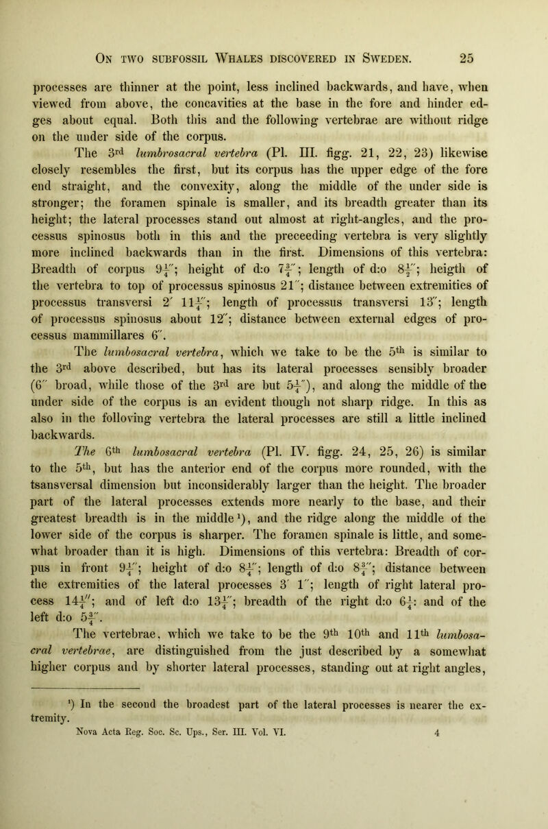 processes are thinner at the point, less inclined backwards, and have, when viewed from above, the concavities at the base in the fore and hinder ed- ges about equal. Both this and the following vertebrae are without ridge on the under side of the corpus. The S'*! lumbrosacral vertebra (PL ni. figg. 21, 22, 23) likewise closely resembles the first, but its corpus has the upper edge of the fore end straight, and the convexity, along the middle of the under side is stronger; the foramen spinale is smaller, and its breadth greater than its height; the lateral processes stand out almost at right-angles, and the pro- cessus spinosus both in this and the preceeding vertebra is very slightly more inclined backwards than in the first. Dimensions of this vertebra: Breadth of corpus height of d:o 7-|-; length of d:o 8y'; heigth of the vertebra to top of processus spinosus 21; distance between extremities of processus transversi 2' llj; length of processus transversi 13; length of processus spinosus about 12; distance between external edges of pro- cessus mammillares 6. The lumbosacral vertebra^ which we take to be the is similar to the 3’^‘i above described, but has its lateral processes sensibly broader (6 broad, while those of the 3’^'^ are but 5-^), and along the middle of the under side of the corpus is an evident though not sharp ridge. In this as also in the folloving vertebra the lateral processes are still a little inclined backwards. The lumbosacral vertebra (PI. IV. figg. 24, 25, 26) is similar to the 5tii, but has the anterior end of the corpus more rounded, with the tsansversal dimension but inconsiderably larger than the height. The broader part of the lateral processes extends more nearly to the base, and their greatest breadth is in the middle ^), and the ridge along the middle of the lower side of the corpus is sharper. The foramen spinale is little, and some- what broader than it is high. Dimensions of this vertebra: Breadth of cor- pus in front 9-|-; height of d:o length of d:o 8|^'; distance between the extremities of the lateral processes 3' 1; length of right lateral pro- cess 14V^; and of left d:o 13|^'; breadth of the right d:o 6^: and of the left d:o 5f. The vertebrae, which we take to be the 9*^ 10*^1 and llti lumbosa- cral vertebrae^ are distinguished from the just described by a somewliat higher corpus and by shorter lateral processes, standing out at right angles, ') In the second the broadest part of the lateral processes is nearer the ex- tremity. Nova Acta Reg. Soc. Sc. Ups., Ser. III. Vol. VI. 4