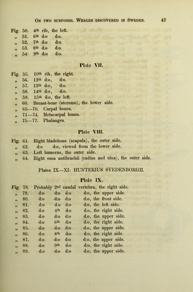 Fig. 50. 4th rib, the left. V 51. 6th d;0 d:o. 52. 7th d:o d:0. 17 53. 8th d:o d:o. 77 54- 0th d.-o d:o. Plate VII. Fig. 55. 10th rib. the right. 77 56. 12th d:o, d:o. 71 57. 13th d:o. d:o. 71 58. 14th d;o. d:o. 77 59. 15th d:o. the left. 77 60. Breast-bone (sternum), the lower side. „ 65—70. Carpal bones. „ 71—74. Metacarpal bones. „ 75—77. Phalanges. Plate VIII. Fig. 61. Right bladebone (scapula), the outer side. V 62. d:o d:0', viewed from the lower side. 63. Left humerus. the outer side. 64. Right ossa antibrachii (radius and ulna), the outer side, Plates IX— XI: HUNTERIUS SVEDENBOROn. Plate IX. Fig. 78. Probably 2^1^ caudal vertebra, the right side. 79. d:o d:o d:o d:o, the upper side. 80. d:o d;o d:o d;o, the front side. 5? 81. d:o d:o d:o d:o, the left side. 11 82. d:o 4th d:o d:o, the right side. V 83. d:o d:o d:o d;o, the upper side. 11 84. d:o 6 th d:o d:o, the right side. 11 85. d:o d:0 d:o d;o, the upper side. 11 86. d:o 8th d:o d:o, the right side. 11 87. d;o d:o d:o d;o, the upper side. 11 88. d:o 9th d:o d:o, the right side. 11 89. d:o d:o d:o d:o, the upper side.