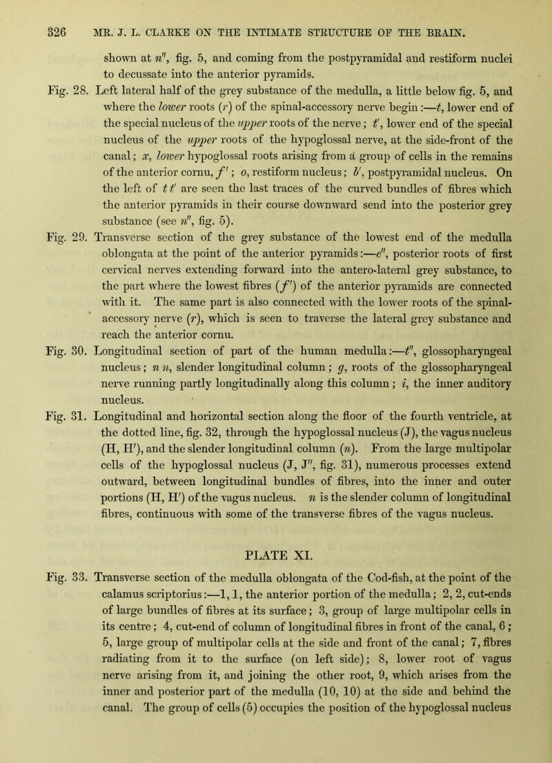 shown at n, fig. 5, and coming from the postpyramidal and restiform nuclei to decussate into the anterior pyramids. Fig. 28. Left lateral half of the grey substance of the medulla, a little below fig. 5, and where the lower roots (r) of the spinal-accessory nerve begin:—t, lower end of the special nucleus of the upper roots of the nerve; t', lower end of the special nucleus of the upper roots of the hypoglossal nerve, at the side-front of the canal; x, lower hypoglossal roots arising from a group of cells in the remains of the anterior cornu, f ; o, restiform nucleus; b\ postpyramidal nucleus. On the left of 11' are seen the last traces of the curved bundles of fibres which the anterior pyramids in their course downward send into the posterior grey substance (see n, fig. 5). Fig. 29. Transverse section of the grey substance of the lowest end of the medulla oblongata at the point of the anterior pyramids:—e, posterior roots of first cervical nerves extending forward into the antero-lateral grey substance, to the part where the lowest fibres (f) of the anterior pyramids are connected with it. The same part is also connected with the lower roots of the spinal- accessory nerve (r), which is seen to traverse the lateral grey substance and reach the anterior cornu. Fig. 30. Longitudinal section of part of the human medulla:—t, glossopharyngeal nucleus ; n n, slender longitudinal column ; g, roots of the glossopharyngeal nerve running partly longitudinally along this column ; i, the inner auditory nucleus. Fig. 31. Longitudinal and horizontal section along the floor of the fourth ventricle, at the dotted line, fig. 32, through the hypoglossal nucleus (J), the vagus nucleus (H, H'), and the slender longitudinal column (n). From the large multipolar cells of the hypoglossal nucleus (J, J, fig. 31), numerous processes extend outward, between longitudinal bundles of fibres, into the inner and outer portions (H, IF) of the vagus nucleus, n is the slender column of longitudinal fibres, continuous with some of the transverse fibres of the vagus nucleus. PLATE XI. Fig. 33. Transverse section of the medulla oblongata of the Cod-fish, at the point of the calamus scriptorius:—1,1, the anterior portion of the medulla; 2, 2, cut-ends of large bundles of fibres at its surface; 3, group of large multipolar cells in its centre; 4, cut-end of column of longitudinal fibres in front of the canal, 6 ; 5, large group of multipolar cells at the side and front of the canal; 7, fibres radiating from it to the surface (on left side); 8, lower root of vagus nerve arising from it, and joining the other root, 9, which arises from the inner and posterior part of the medulla (10, 10) at the side and behind the canal. The group of cells (5) occupies the position of the hypoglossal nucleus