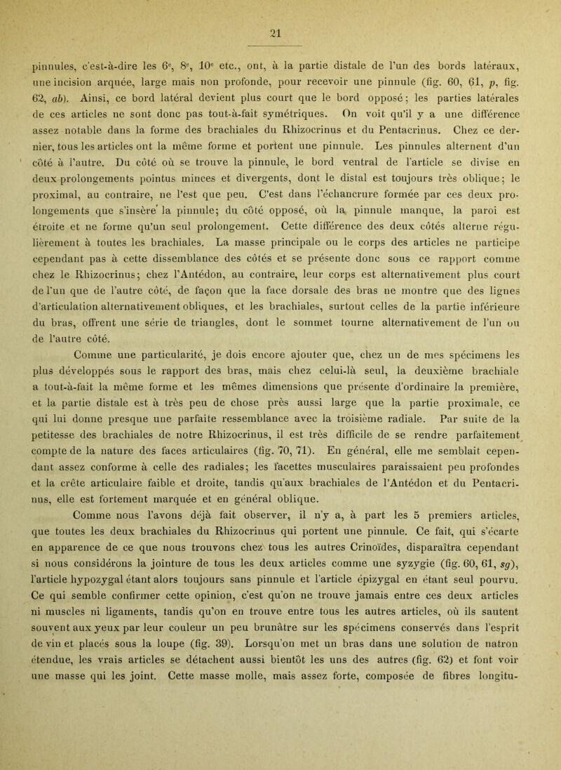 pinnules, c’est-à-dire les 6% 8% 10 etc., ont, à la partie distale de l’un des bords latéraux, une incision arquée, large mais non profonde, pour recevoir une pinnule (fig. 60, 61, p, fig. 62, ab). Ainsi, ce bord latéral devient plus court que le bord opposé ; les parties latérales de ces articles ne sont donc pas tout-à-fait symétriques. On voit qu’il y a une différence assez notable dans la forme des brachiales du Rhizocrinus et du Pentacrinus. Chez ce der- nier, tous les articles ont la même forme et portent une pinnule. Les pinnules alternent d’un côté à l’autre. Du côté où se trouve la pinnule, le bord ventral de l’article se divise en deux prolongements pointus minces et divergents, dont le distal est toujours très oblique; le proximal, au contraire, ne l’est que peu. C’est dans l’échancrure formée par ces deux pro- longements que s’insère’ la pinnule; du côté opposé, où la pinnule manque, la paroi est étroite et ne forme qu’un seul prolongement. Cette différence des deux côtés alterne régu- lièrement à toutes les brachiales. La masse principale ou le corps des articles ne participe cependant pas à cette dissemblance des côtés et se présente donc sous ce rapport comme chez le Rhizocrinus; chez l’Antédon, au contraire, leur corps est alternativement plus court de l'un que de l’autre côté, de façon que la face dorsale des bras ne montre que des lignes d’articulation alternativement obliques, et les brachiales, surtout celles de la partie inférieure du bras, offrent une série de triangles, dont le sommet tourne alternativement de l’un ou de l’autre côté. Comme une particularité, je dois encore ajouter que, chez un de mes spécimens les plus développés sous le rapport des bras, mais chez celui-là seul, la deuxième brachiale a tout-à-fait la même forme et les mêmes dimensions que présente d’ordinaire la première, et la partie distale est à très peu de chose près aussi large que la partie proximale, ce qui lui donne presque une parfaite ressemblance avec la troisième radiale. Par suite de la petitesse des brachiales de notre Rhizocrinus, il est très difficile de se rendre parfaitement^ compte de la nature des faces articulaires (fig. 70, 71). En général, elle me semblait cepen- dant assez conforme à celle des radiales; les facettes musculaires paraissaient peu profondes et la crête articulaire faible et droite, tandis qu’aux brachiales de l’Antédon et du Pentacri- nus, elle est fortement marquée et eu général oblique. Comme nous l’avons déjà fait observer, il n’y a, à part les 5 premiers articles, que toutes les deux brachiales du Rhizocrinus qui portent une pinnule. Ce fait, qui s’écarte en apparence de ce que nous trouvons chez tous les autres Crinoïdes, disparaîtra cependant si nous considérons la jointure de tous les deux articles comme une syzygie (fig. 60, 61, $g)^ l’article hypozygal étant alors toujours sans pinnule et l’article épizygal en étant seul pourvu. Ce qui semble confirmer cette opinion, c’est qu’on ne trouve jamais entre ces deux articles ni muscles ni ligaments, tandis qu’on en trouve entre tous les autres articles, où ils sautent souvent aux yeux par leur couleur un peu brunâtre sur les spécimens conservés dans l’esprit de vin et placés sous la loupe (fig. 39). Lorsqu’on met un bras dans une solution de natron étendue, les vrais articles se détachent aussi bientôt les uns des autres (fig. 62) et font voir une masse qui les joint. Cette masse molle, mais assez forte, composée de fibres longitu-