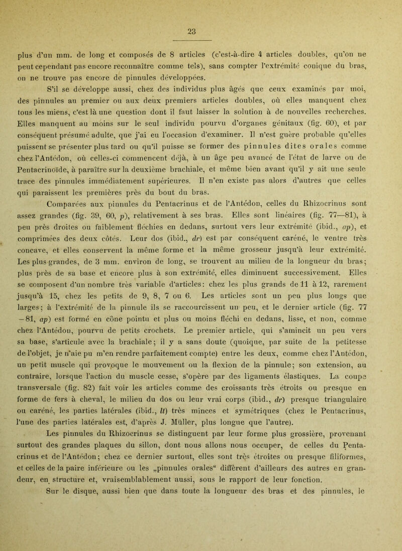 plus d’uu mm. de long et composés de 8 articles (c’est-à-dire 4 articles doubles, qu’on ne peut cependant pas encore reconnaître comme tels), sans compter l’extrémité conique du bras, on ne trouve pas encore de pinnules développées. S’il se développe aussi, chez des individus plus âgés que ceux examinés par moi, des pinnules au premier ou aux deux premiers articles doubles, où elles manquent chez tous les miens, c’est là une question dont il faut laisser la solution à de nouvelles recherches. Elles manquent au moins sur le seul individu pourvu d’organes génitaux (fig. 60), et par conséquent présumé adulte, que j’ai eu l’occasion d’examiner. Il n’est guère probable qu’elles puissent se présenter plus tard ou qu’il puisse se former des pinnules dites orales comme chez l’Antédon, où celles-ci commencent déjà, à un âge peu avancé de l’état de larve ou de Pentacrinoïde, à paraître sur la deuxième brachiale, et même bien avant qu’il y ait une seule trace des pinnules immédiatement supérieures. Il n’en existe pas alors d’autres que celles qui paraissent les premières près du bout du bras. Comparées aux pinnules du Pentacrinus et de l’Antédon, celles du Rhizocrinus sont assez grandes (fig. 39, 60, p), relativement à ses bras. Elles sont linéaires (fig. 77—81), à peu près droites ou faiblement fléchies en dedans, surtout vers leur extrémité (ibid., up), et comprimées des deux côtés. Leur dos (ibid., dr) est par conséquent caréné, le ventre très concave, et elles conservent la même forme et la même grosseur jusqu’à leur extrémité. Les plus grandes, de 3 mm. environ de long, se trouvent au milieu de la longueur du bras; plus près de sa base et encore plus à son extrémité, elles diminuent successivement. Elles se composent d’un nombre très variable d’articles; chez les plus grands de 11 à 12, rarement jusqu’à 15, chez les petits de 9, 8, 7 ou 6. Les articles sont un peu plus longs que larges; à l’extrémité de la pinnule ils se raccourcissent un peu, et le dernier article (fig. 77 — 81, op) est formé en cône pointu et plus ou moins fléchi en dedans, lisse, et non, comme chez l’Antédon, pourvu de petitiS crochets. Le premier article, qui s’amincit un peu vers sa base, s’articule avec la brachiale ; il y a sans doute (quoique, par suite de la petitesse de l’objet, je n’aie pu m’en rendre parfaitement compte) entre les deux, comme chez l’Antédon, un petit muscle qui provoque le mouvement ou la flexion de la pinnule; son extension, au contraire, lorsque l’action du muscle cesse, s’opère par des ligaments élastiques. La coupe transversale (fig. 82) fait voir les articles comme des croissants très étroits ou presque en forme de fers à cheval, le milieu du dos ou leur vrai corps (ibid., dr) presque triangulaire ou caréné, les parties latérales (ibid., It) très minces et symétriques (chez le Pentacrinus, l’une des parties latérales est, d’après J. Millier, plus longue que l’autre). Les pinnules du Rhizocrinus se distinguent par leur forme plus grossière, provenant surtout des grandes plaques du sillon, dont nous allons nous occuper, de celles du Penta- crinus et del’Antédon; chez ce dernier surtout, elles sont très étroites ou presque filiformes, et celles de la paire inférieure ou les „pinnules orales diffèi’ent d’ailleurs des autres en gran- deur, en_ structure et, vraisemblablement aussi, sous le rapport de leur fonction. Sur le disque, aussi bien que dans toute la longueur des bras et des pinnules, le