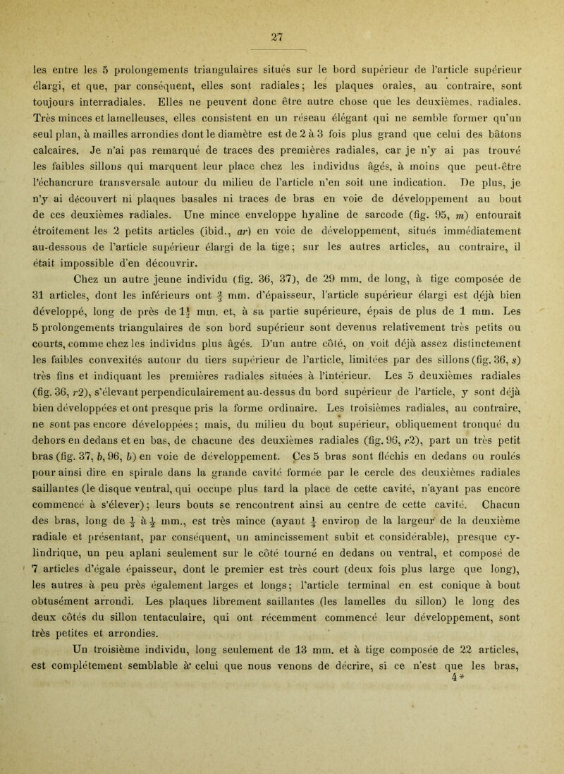 les entre les 5 prolongements triangulaires situés sur le bord supérieur de l’article supérieur élargi, et que, par conséquent, elles sont radiales ; les plaques orales, au contraire, sont toujours interradiales. Elles ne peuvent donc être autre chose que les deuxièmes, radiales. Très minces et lamelleuses, elles consistent en un réseau élégant qui ne semble former qu’un seul plan, à mailles arrondies dont le diamètre est de 2 à 3 fois plus grand que celui des bâtons calcaires. Je n’ai pas remarqué de traces des premières radiales, car je n’y ai pas trouvé les faibles sillons qui marquent leur place chez les individus âgés, à moins que peut-être l’échancrure transversale autour du milieu de l’article n’en soit une indication. De plus, je n’y ai découvert ni plaques basales ni traces de bras en voie de développement au bout de ces deuxièmes radiales. Une mince enveloppe hyaline de sarcode (fig. 95, m) entourait étroitement les 2 petits articles (ibid., ar) en voie de développement, situés immédiatement au-dessous de l’article supérieur élargi de la tige; sur les autres articles, au contraire, il était impossible d’en découvrir. Chez un autre jeune individu (fig. 36, 37), de 29 mm. de long, à tige composée de 31 articles, dont les inférieurs ont mm. d’épaisseur, l’article supérieur élargi est déjà bien développé, long de près de 1^ mm. et, à sa partie supérieure, épais de plus de 1 mm. Les 5 prolongements triangulaires de son bord supérieur sont devenus relativement très petits ou courts, comme chez les individus plus âgés. D’un autre côté, on voit déjà assez distinctement les faibles convexités autour du tiers supérieur de l’article, limitées par des sillons (fig. 36, s) très fins et indiquant les premières radiales situées à l’intérieur. Les 5 deuxièmes radiales (fig. 36, r2), s’élevant perpendiculairement au-dessus du bord supérieur de l’article, y sont déjà bien développées et ont presque pris la forme ordinaire. Les troisièmes radiales, au contraire, ne sont pas encore développées; mais, du milieu du bout supérieur, obliquement tronqué du dehors en dedans et en bas, de chacune des deuxièmes radiales (fig. 96, r2), part un très petit bras (fig. 37, à, 96, b) en voie de développement. Çes 5 bras sont fléchis en dedans ou roulés pour ainsi dire en spirale dans la grande cavité formée par le cercle des deuxièmes radiales saillantes (le disque ventral, qui occupe plus tard la place de cette cavité, n’ayant pas encore commencé à s’élever); leurs bouts se rencontrent ainsi au centre de cette cavité. Chacun des bras, long de i à|- mm., est très mince (ayant ^ environ de la largeur de la deuxième radiale et présentant, par conséquent, un amincissement subit et considérable), presque cy- lindrique, un peu aplani seulement sur le coté tourné en dedans ou ventral, et composé de ' 7 articles d’égale épaisseur, dont le premier est très court (deux fois plus large que long), les autres à peu près également larges et longs; l’article terminal en est conique à bout obtusément arrondi. Les plaques librement saillantes (les lamelles du sillon) le long des deux côtés du sillon tentaculaire, qui ont récemment commencé leur développement, sont très petites et arrondies. Un troisième individu, long seulement de 13 mm. et à tige composée de 22 articles, est complètement semblable à’ celui que nous venons de décrire, si ce n’est que les bras, 4*