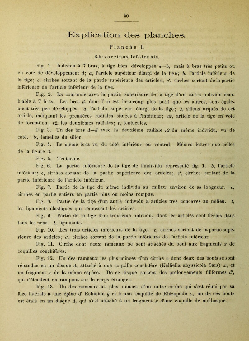 Explication des planclies. Planche I. Rhizocrinus lofotensis. Fig. 1. Individu à 7 bras, à tige bien développée a—6, mais à bras très petits ou en voie de développement d; a, l’article supérieur élargi de la tige; b, l’article inférieur de la tige; c, cirrhes sortant de la partie supérieure des articles; c\ cirrhes sortant de la partie inférieure de l’article inférieur de la tige. Fig. 2. La couronne avec la partie supérieure de la tige d’un autre individu sem- blable à 7 bras. Les bras d, dont l’un est beaucoup plus petit que les autres, sont égale- ment très peu développés, a, l’article supérieur élargi de la tige; sillons arqués de cet article, indiquant les premières radiales situées à l’intérieur; ar, article de la tige en voie de formation; r2, les deuxièmes radiales; t, tentacules. Fig. 3. Un des bras d—d avec la deuxième radiale r2 du même individu, vu de côté. Is^ lamelles du sillon. Fig. 4. Le même bras vu du côté intérieur ou ventral. Mêmes lettres que celles de la figure 3. Fig. 5. Tentacule. Fig. 6. La partie inférieure de la tige de l’individu représenté tig. 1. b, l’article inférieur; c, cirrhes sortant de la partie supérieure des articles; c', cirrhes sortant de la partie inférieure de l’article inférieur. Fig. 7. Partie de la tige du même individu au milieu environ de sa longueur, c, cirrhes en partie entiers en partie plus ou moins rompus. Fig. 8. Partie de la tige d’un autre individu à articles très concaves au milieu, f, les ligaments élastiques qui réunissent les articles. Fig. 9. Partie de la tige d’un troisième individu, dont les articles sont fléchis dans tous les sens. /, ligaments. Fig. 10. Les trois articles inférieurs de la tige, c, cirrhes sortant de la partie supé- rieui’e des articles; c', cirrhes sortant de la partie inférieure de l’article inférieur. Fig. 11. Cirrhe dont deux rameaux se sont attachés du bout aux fragments x de coquilles conchifères. Fig. 12. Un des rameaux les plus minces d’un cirrhe c dont deux des bouts se sont répandus en un disque d, attaché à une coquille conchifère (Kelliella abyssicola Sars) æ, et un fragment x de la même espèce. De ce disque sortent des prolongements filiformes d\ qui s’étendent en rampant sur le corps étranger. Fig. 13. Un des rameaux les plus minces d’un autre cirrhe qui s’est réuni par sa face latérale à une épine d’ Echinide y et à une coquille de Rhizopode z; un de ces bouts est étalé en un disque d, qui s’est attaché à un fragment x d’une coquille de mollusque.