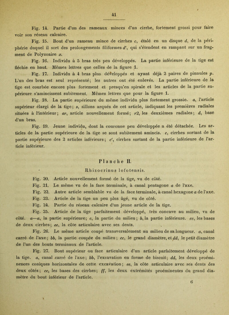 Fig. 14. Partie d’un des rameaux minces d’un cirrhe, fortement grossi pour faire voir son réseau calcaire. Fig. 15. Bout d’un rameau mince de cirrhes c, étalé en un disque d, de la péri- phérie duquel il sort des prolongements filiformes d', qui s’étendent en rampant sur un frag- ment de Polyzoaire x. Fig. 16. Individu à 5 bras très peu développés. La partie inférieure de la tige est fléchie en haut. Mêmes lettres que celles de la figure 1. Fig. 17. Individu à 4 bras plus développés et ayant déjà 2 paires de pinnules p. L’un des bras est seul représenté; les autres ont été enlevés. La partie inférieure de la tige est courbée encore plus fortement et pi-esqu’en spirale et les articles de la partie su- périeure s’amincissent subitement. Mêmes lettres que pour la figure 1. Fig. 18. La partie supérieure du même individu plus fortement grossie, a, l’article supérieur élargi de là tige; s, sillons arqués de cet article, indiquant les premières radiales situées à l’intérieur; ar, article nouvellement formé; r2, les deuxièmes radiales; d, base d’un bras. Fig. 19. Jeune individu, dont la couronne peu développée a été détachée. Les ar- ticles de la partie supérieure de la tige se sont subitement amincis, c, cirrhes sortant de la partie supérieure des 2 articles inférieurs ; c', cirrhes sortant de la partie inférieure de l’ar- ticle inférieur. Planche II. ‘ Rhizocrinus lofotensis. Fig. 20. Article nouvellement formé de la tige, vu de côté. Fig. 21. Le même vu de la face terminale, à canal pentagone a de l’axe. Fig. 22. Autre article semblable vu de la face terminale, à canal hexagone a de l'axe. Fig. 23. Article de la tige un peu plus âgé, vu de côté. Fig. 24. Partie du réseau calcaire d’un jeune article de la tige. Fig. 25. Article de la tige parfaitement développé, très concave au milieu, vu de côté, a—a, la partie supérieure; c, la partie du milieu; 6,1a partie inférieure, cc, les bases de deux cirrhes; ee, la côte articulaire avec ses dents. Fig. 26. Le même article coupé transversalement au milieu de sa longueur, a, canal carré de l’axe; bb, la partie coupée du milieu; cc, le grand diamètre, etle petit diamètre de l’un des bouts terminaux de l’article. Fig. 27. Bout supérieur ou face articulaire d’un article parfaitement développé de la tige, a, canal carré de l’axe; 66, l’excavation en forme de biscuit; dd, les deux proémi- nences coniques horizontales de cette excavation ; ce, la côte articulaire avec ses dents des deux côtés; ce, les bases des cirrhes; //■, les deux extrémités proéminentes du grand dia- mètre du bout inférieur de l’article. 6