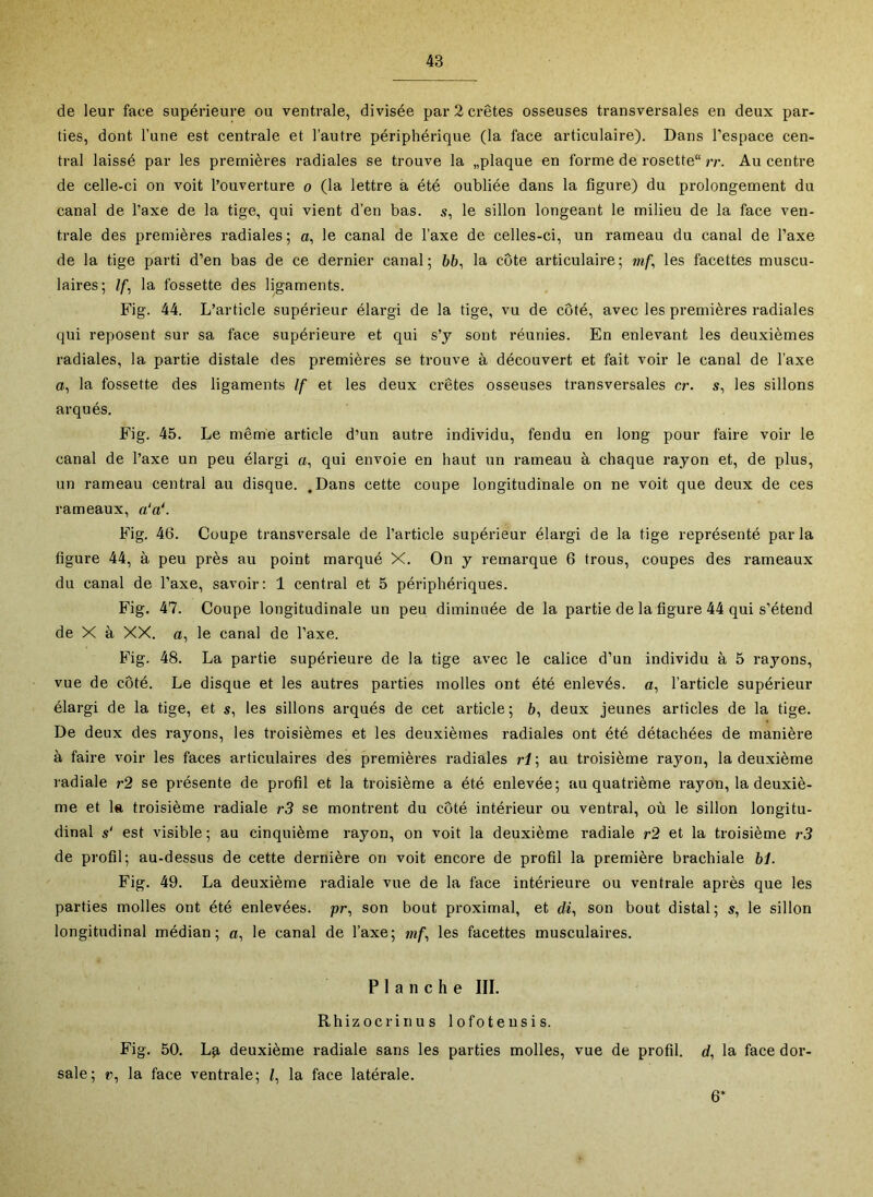 de leur face supérieure ou ventrale, divisée par 2 crêtes osseuses transversales en deux par- ties, dont l’une est centrale et l’autre périphérique (la face articulaire). Dans l’espace cen- tral laissé par les premières radiales se trouve la «plaque en forme de rosette rr. Au centre de celle-ci on voit l’ouverture o (la lettre a été oubliée dans la figure) du prolongement du canal de l’axe de la tige, qui vient d’en bas. s, le sillon longeant le milieu de la face ven- trale des premières radiales; o, le canal de l’axe de celles-ci, un rameau du canal de l’axe de la tige parti d’en bas de ce dernier canal ; 66, la côte articulaire ; mf^ les facettes muscu- laires; //, la fossette des ligaments. Fig. 44. L’article supérieur élargi de la tige, vu de côté, avec les premières radiales qui reposent sur sa face supérieure et qui s’y sont réunies. En enlevant les deuxièmes radiales, la partie distale des premières se trouve à découvert et fait voir le canal de l’axe o, la fossette des ligaments If et les deux crêtes osseuses transversales cr. s, les sillons arqués. Fig. 45. Le même article d’un autre individu, fendu en long pour faire voir le canal de l’axe un peu élargi a, qui envoie en haut un rameau à chaque rayon et, de plus, un rameau central au disque. .Dans cette coupe longitudinale on ne voit que deux de ces rameaux, a‘a\ Fig. 46. Coupe transversale de l’article supérieur élargi de la tige représenté parla figure 44, à peu près au point marqué X. On y remarque 6 trous, coupes des rameaux du canal de l’axe, savoir: 1 central et 5 périphériques. Fig. 47. Coupe longitudinale un peu diminuée de la partie de la figure 44 qui s’étend de X à XX. a, le canal de l’axe. Fig. 48. La partie supérieure de la tige avec le calice d’un individu à 5 rayons, vue de côté. Le disque et les autres parties molles ont été enlevés, a, l’article supérieur élargi de la tige, et s, les sillons arqués de cet article ; 6, deux jeunes articles de la tige. De deux des rayons, les troisièmes et les deuxièmes radiales ont été détachées de manière à faire voir les faces articulaires des premières radiales rf; au troisième rayon, la deuxième radiale r2 se présente de profil et la troisième a été enlevée; au quatrième rayon, la deuxiè- me et la troisième radiale r3 se montrent du côté intérieur ou ventral, où le sillon longitu- dinal s‘ est visible ; au cinquième rayon, on voit la deuxième radiale r2 et la troisième r3 de profil; au-dessus de cette dernière on voit encore de profil la première brachiale 6L Fig. 49. La deuxième radiale vue de la face intérieure ou ventrale après que les parties molles ont été enlevées, pr, son bout proximal, et son bout distal; s, le sillon longitudinal médian; a, le canal de l’axe; mf^ les facettes musculaires. Planche III. Rhizocrinus lofoteusis. Fig. 50. L^, deuxième radiale sans les parties molles, vue de profil, d, la face dor- sale; r, la face ventrale; /, la face latérale. 6*