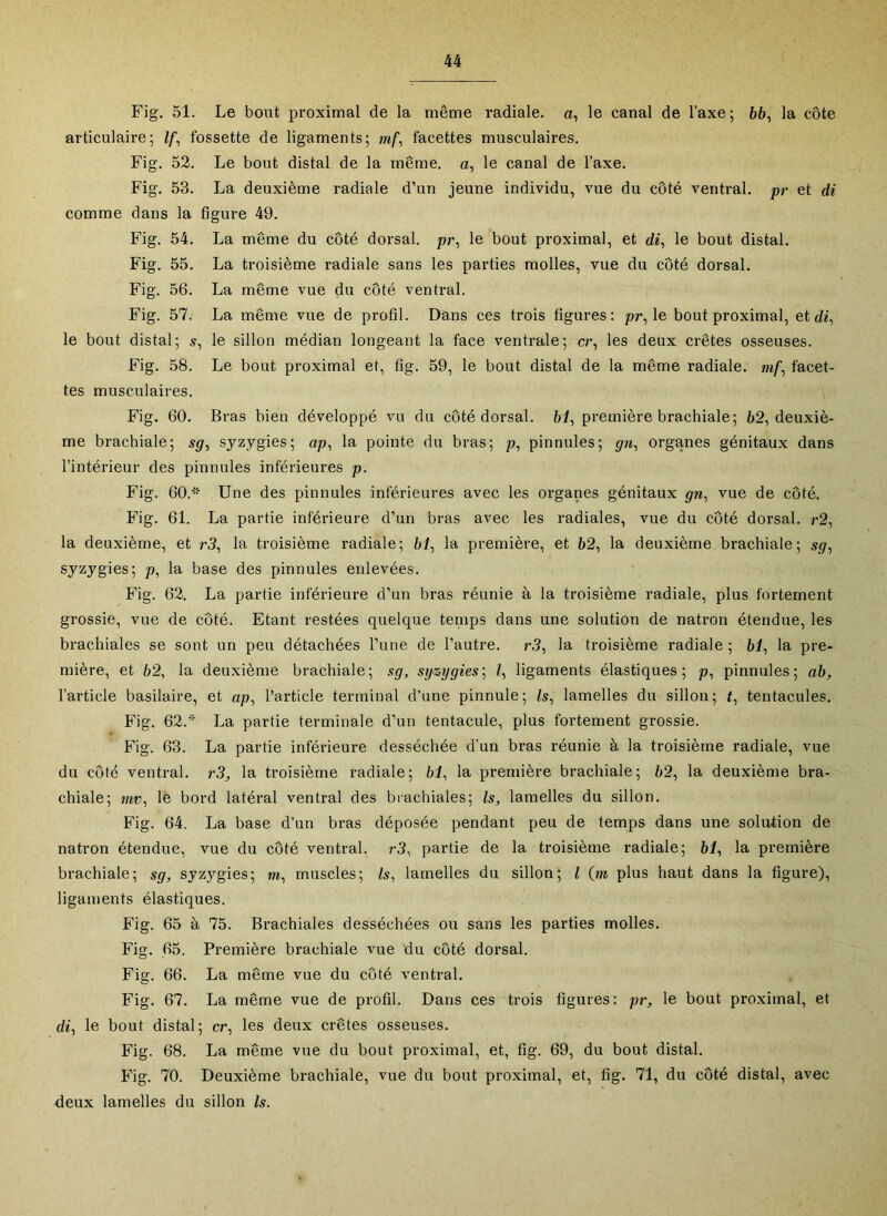 Fig. 51. Le bout proximal de la même radiale, a, le canal de l’axe; 66, la côte articulaire; //, fossette de ligaments; m/, facettes musculaires. Fig. 52. Le bout distal de la même, a, le canal de l’axe. Fig. 53. La deuxième radiale d’un jeune individu, vue du côté ventral, pr et di comme dans la figure 49. Fig. 54. La même du côté dorsal, pr, le bout proximal, et di, le bout distal. Fig. 55. La troisième radiale sans les parties molles, vue du côté dorsal. Fig. 56. La même vue du côté ventral. Fig. 57. La même vue de profil. Dans ces trois figures; pr, le bout proximal, et le bout distal; s, le sillon médian longeant la face ventrale; cr, les deux crêtes osseuses. Fig. 58. Le bout proximal et, fig. 59, le bout distal de la même radiale, mf, facet- tes musculaires. Fig. 60. Bras bien développé vu du côté dorsal, bi, première brachiale; 62, deuxiè- me brachiale; sg, syzygies; ap, la pointe du bras; p, pinnules; gn, organes génitaux dans l’intérieur des pinnules inférieures p. Fig. 60.’'®' Une des pinnules inférieures avec les organes génitaux gn, vue de côté. Fig. 61. La partie inférieure d’un bras avec les radiales, vue du côté dorsal. r2, la deuxième, et r3, la troisième radiale; bl, la première, et 62, la deuxième, brachiale ; sg, syzygies; p, la base des pinnules enlevées. Fig. 62. La partie inférieure d’un bras réunie à la troisième radiale, plus fortement grossie, vue de côté. Etant restées quelque temps dans une solution de natron étendue, les brachiales se sont un peu détachées l’une de l’autre. r3, la troisième radiale ; bl, la pre- mière, et 62, la deuxième brachiale; sg, syzygies', l, ligaments élastiques; p, pinnules; ab, l’article basilaire, et ap, l’article terminal d’une pinnule; Is, lamelles du sillon; t, tentacules. Fig. 62.” La partie terminale d’un tentacule, plus fortement grossie. Fig. 63. La partie inférieure desséchée d’un bras réunie à la troisième radiale, vue du côté ventral. r3, la troisième radiale; bl, la première brachiale; 62, la deuxième bra- chiale; mv, le bord latéral ventral des brachiales; Is, lamelles du sillon. Fig. 64. La base d’un bras déposée pendant peu de temps dans une solution de natron étendue, vue du côté ventral. r3, partie de la troisième radiale; bl, la première brachiale; sg, syzygies; m, muscles; Is, lamelles du sillon; l (m plus haut dans la figure), ligaments élastiques. Fig. 65 à 75. Brachiales desséchées ou sans les parties molles. Fig. 65. Première brachiale vue du côté dorsal. Fig. 66. La même vue du côté ventral. Fig. 67. La même vue de profil. Dans ces trois figures; pr, le bout proximal, et di, le bout distal; cr, les deux crêtes osseuses. Fig. 68. La même vue du bout proximal, et, fig. 69, du bout distal. Fig. 70. Deuxième brachiale, vue du bout proximal, et, fig. 71, du côté distal, avec deux lamelles du sillon Is.