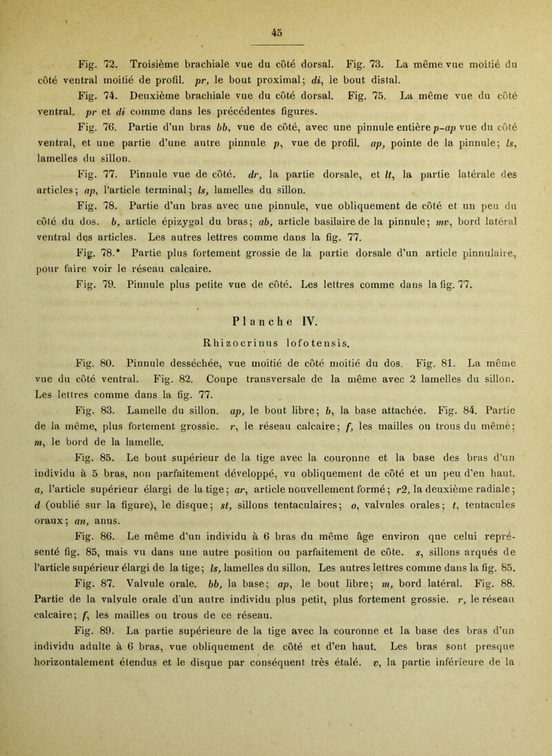 Fig. 72. Troisième brachiale vue du côté dorsal. Fig. 73. La même vue moitié du côté ventral moitié de profil, pr, le bout proximal; di, le bout distal. Fig. 74. Deuxième brachiale vue du côté dorsal. Fig. 75. La même vue du côté ventral, pr et di comme dans les précédentes figures. Fig. 76. Partie d’un bras 66, vue de côté, avec une pinnule entière p-ap vue du côté ventral, et une partie d’une autre pinnule p, vue de profil, ap, pointe de la pinnule; /s, lamelles du sillon. Fig. 77. Pinnule vue de côté, dr, la partie dorsale, et la partie latérale des articles ; np, l’article terminal ; Is, lamelles du sillon. Fig. 78. Partie d’un bras avec une pinnule, vue obliquement de côté et un peu du côté du dos. b, article épizjgal du bras; ab, article basilaire de la pinnule; mr, bord latéral ventral des articles. Les autres lettres comme dans la fig. 77. Fig. 78.* Partie plus fortement grossie de la partie dorsale d’un article pinnulaire, pour faire voir le réseau calcaire. Fig. 79. Pinnule plus petite vue de côté. Les lettres comme dans la fig. 77. Planche IV. Rhizocrinus lofotensis. Fig. 80. Pinnule desséchée, vue moitié de côté moitié du dos. Fig. 81. La même vue du côté ventral. Fig. 82. Coupe transversale de la même avec 2 lamelles du sillon. Les lettres comme dans la fig. 77. Fig. 83. Lamelle du sillon, ap, le bout libre; 6, la base attachée. Fig. 84. Partie de la même, plus fortement grossie. ?•, le réseau calcaire; f, les mailles ou trous du mêmè; »î, le bord de la lamelle. Fig. 85. Le bout supérieur de la tige avec la couronne et la base des bras d’un individu à 5 bras, non parfaitement développé, vu obliquement de côté et un peu d’en haut. a, l’article supérieur élargi de la tige ; ar, article nouvellement formé ; r2, la deuxième radiale ; d (oublié sur la figure), le disque; st, sillons tentaculaires; o, valvules orales; t, tentacules oraux; an, anus. Fig. 86. Le même d’un individu à 6 bras du même âge environ que celui repré- senté fig. 85, mais vu dans une autre position ou parfaitement de côte, s, sillons arqués de l’article supérieur élargi de la tige; Is, lamelles du sillon. Les autres lettres comme dans la fig. 85. Fig. 87. Valvule orale, bb, la base; ap, le bout libre; m, bord latéral. Fig. 88. Partie de la valvule orale d’un autre individu plus petit, plus fortement grossie, r, le réseau calcaire; f, les mailles ou trous de ce réseau. Fig. 89. La partie supérieure de la tige avec la couronne et la base des bras d’un individu adulte à 6 bras, vue obliquement de côté et d’en haut. Les bras sont presque horizontalement étendus et le disque par conséquent très étalé. », la partie inférieure de la