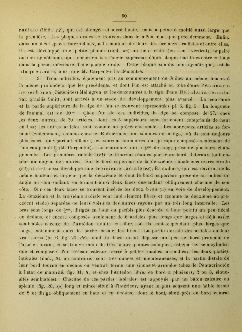 radiale (ibid., 7*2), qui est allongée et aussi haute, mais à peine à moitié aussi large que la première. Les plaques orales se trouvent dans le même éiat que précédemment. Enfin, dans un des espaces interradiaus, à la hauteur de deux des premières radiales et entre elles, il s’est développé une petite plaque (ibid. an) un peu ovale (en sens vertical), impaire ou non symétrique, qui touche en bas l’angle supérieur d’une plaque basale et entre en haut dans la partie inférieure d’une plaque orale. Cette plaque .simple, non symétrique, est la plaque anale, ainsi que M. Carpenter l'a démontré. 3. Trois individus, également pris au commencement de Juillet au meme lieu et à la même profondeur que les précédents, et dont l’un est attaché au tube d’une Pectinaria h y P e r b O r ea (Cistenides) Malmgren et les deux autres à la tige d’une Cellularia ternata, var. gracilis Smitt, sont arrivés à un stade de développement plus avancé. La couronne et la partie supérieure de la tige de l'un se trouvent représentées pl. 5, fig. 5. La longueur de l’animal est de 10”. Chez l’un de ces individus, la tige se compose de 27, chez les deux autres, de 29 articles, dont les 5 supéileurs sont fortement comprimés de haut en bas; les autres articles sont comme au précédent stade. Les nouveaux articles se for- ment évidemment, comme chez le Rhizocrinus, au sommet de la tige, où ils sont toujours plus courts que partout ailleurs, et souvent annulaires ou „presque composés seulement de l’anneau primitif (M. Carpenter). La couronne, qui a | de long, présente plusieurs chan- gements. Les premières l'adiales (î-I) se trouvent réunies par leurs bords latéraux tout en- tiers au moyen de sutures. Sur le bord supérieur de la deuxième radiale encore très étroite (7-2), il s’est aussi développé une troisième radial e (7*3), R. axillare, qui est environ delà même hauteur et largeur que la deuxième et dont le bord supérieur présente au milieu un angle ou coin saillant, en formant ainsi deux, faces descendant obliquement chacune de son côté. Snr ces deux faces se trouvent insérés les deux bras (a) en voie de développement. La deuxième et la troisième radiale sont latéralement libres et (comme la deuxième au pré- cédent stade) séparées de leurs voisines des autres rayons par un très long intervalle. Les bras sont longs de l™™, dirigés en haut ou parfois plus écartés, à bout pointu un peu fléchi en dedans, et encore composés seulement de 6 articles plus longs que larges et déjà assez semblables à ceux de l’Antédon adulte et libre, où ils sont cependant plus larges que longs, notamment dans la partie basale des bras. La partie dorsale des articles ou leur vrai corps (pl. 6, fig. 20, dr), dont le bord distal dépasse un peu le bord proximal de l’article suivant, et se trouve muni de très petites pointes coniques, est épaisse, semicylindri- que et composée d’un réseau calcaire serré à petites mailles arrondies; les deux parties latérales (ibid., h), au contraire, sont très minces et membraneuses, et la partie distale de leur bord tourné en dedans ou ventral forme une sinuosité arrondie (chez le Pentacrinoïde à l’état de maturité, fig. 31, /f, et chez l’Antédon libre, ce bord a plusieurs, 2 ou 3, sinuo- sités semblables). Chacune de ces parties latérales est appuyée par un bâton calcaire ou spiculé (fig. 20, sp) long et mince situé à l’intérieur, ayant le plus souvent une faible forme de S et dirigé obliquement en haut et en dedans, dont le bout, situé près du bord ventral