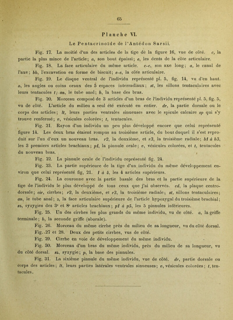 Planche VI. Le Pentaci-inoïde de l’Antédon Sarsii. Fig. 17. La moitié d’un des articles de la tige dè la figure 16, vue de côté. c, la partie la plus mince de l’article; a, son bout épaissi; e, les dents de la côte articulaire. Fig. 18. La face articulaire du même article, c-c, son axe long; a, le canal de l’axe; bb, l’excavation en forme de biscuit; e-e, la côte articulaire. Fig. 19. Le disque ventral de l’individu représenté pl. 5, fig. 14, vu d’en haut. O, les angles ou coins oraux des 5 espaces interradiaux; st^ les sillons tentaculaires avec leurs tentacules t; an^ le tube anal; 6, la base des bras. Fig. 20. Morceau composé de 3 articles d’un bras de l’individu représenté pl. 5, fig. 5, vu de côté. L’article du milieu a seul été exécuté en entier, dr, la partie dorsale ou le corps des articles ; It, leurs parties ventrales sinueuses avec le spiculé calcaire sp qui s’y trouve renfermé; », vésicules colorées; t, tentacules. Fig. 21. Rayon d’un individu un peu plus développé encore que celui représenté figure 14. Les deux bras étaient rompus au troisième article, du bout duquel il s’est repro- duit sur l’un d’eux un nouveau bras. r2, la deuxième, et r3, la troisième radiale; bi à b3, les 3 premiers articles brachiaux; pl, la pinnule orale; », vésicules colorées, et t, tentacules du nouveau bras. , Fig. 22. La pinnule orale de l’individu représenté fig. 24. Fig. 23. La partie supérieure de la tige d’un individu du même développement en- viron que celui représenté fig, 21. 1 à 4, les 4 articles supérieurs. Fig. 24. La couronne avec la partie basale des bras et la partie supérieure de la tige de l’individu le plus développé de tous ceux que j’ai observés, cd, la plaque centro- dorsale; cir, cirrhes; »2, la deuxième, et r3, la troisième radiale; st, sillons tentaculaires; an, le tube anal; z, la face articulaire supérieure de l’article hypozygal du troisième brachial ; SS, syzygies des 3® et 8“ articles brachiaux; pl à p5, les 5 pinnules inférieures. Fig. 25. Un des cirrhes les plus grands du même individu, vu de côté, a, la griffe terminale ; b, la seconde griffe (aborale). Fig. 26. Morceau du même cirrhe près du milieu de sa longueur, vu du côté dorsal. Fig. .27 et 28. Deux des petits cirrhes, vus de côté. Fig. 29. Cirrhe en voie de développement du même individu. Fig. 30. Morceau d’un bras du même individu, près du milieu de sa longueur, vu du côté dorsal, sz, syzygie; p, la base des pinnules. Fig. 31. La sixième pinnule du même individu, vue de côté, dr, partie dorsale ou corps des articles; It, leurs parties latérales ventrales sinueuses; », vésicules colorées; L ten- tacules..