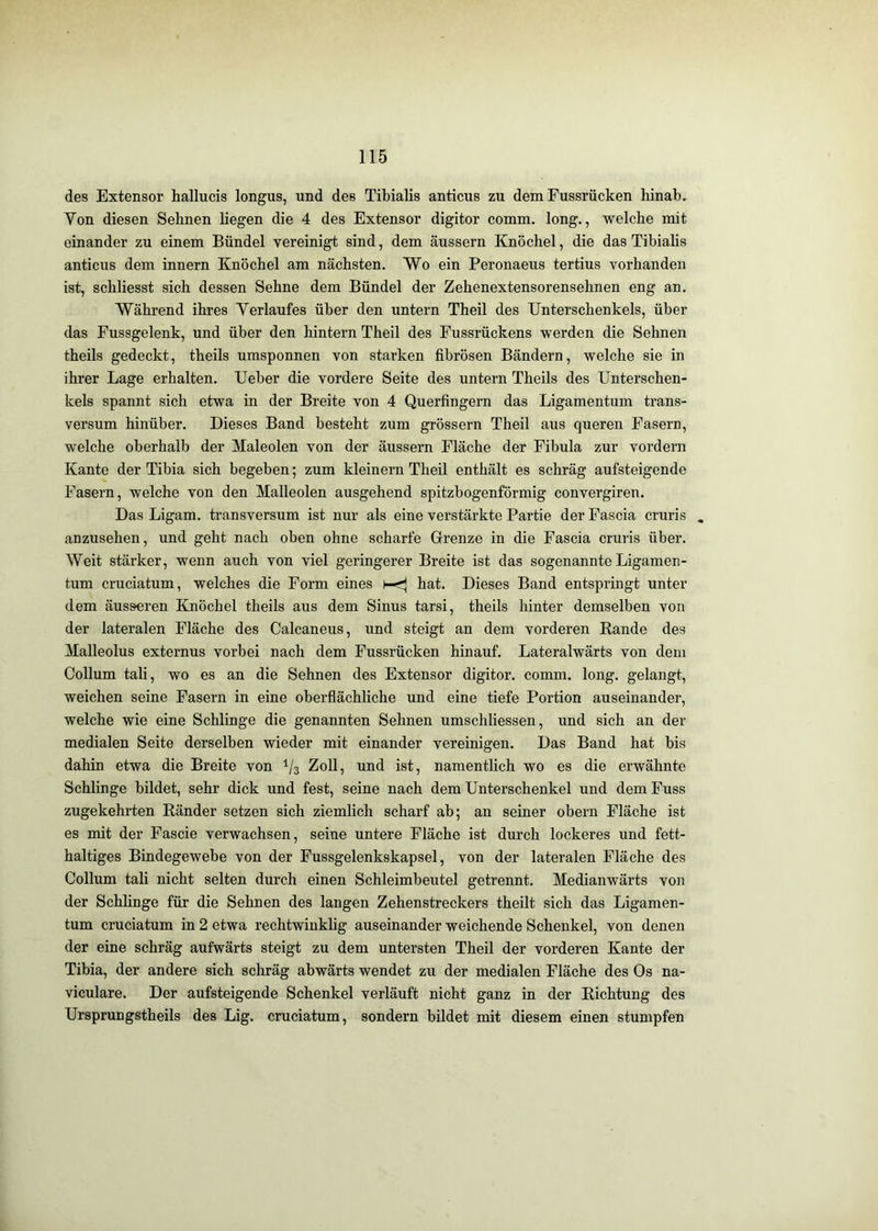 des Extensor hallucis longus, und des Tibialis anticus zu dem Fussrücken hinab. Von diesen Sehnen liegen die 4 des Extensor digitor comm. long., welche mit einander zu einem Bündel vereinigt sind, dem äussern Knöchel, die das Tibiahs anticus dem innern Knöchel am nächsten. Wo ein Peronaeus tertius vorhanden ist, schliesst sich dessen Sehne dem Bündel der Zehenextensorensehnen eng an. Während ihres Verlaufes über den untern Theil des Unterschenkels, über das Eussgelenk, und über den hintern Theil des Fussrückens werden die Sehnen theils gedeckt, theils umsponnen von starken fibrösen Bändern, welche sie in ihrer Lage erhalten. Ueber die vordere Seite des untern Theils des Unterschen- kels spannt sich etwa in der Breite von 4 Querfingern das Ligamentum trans- versum hinüber. Dieses Band besteht zum grössern Theil aus queren Fasern, welche oberhalb der Maleolen von der äussern Fläche der Fibula zur vordem Kante der Tibia sich begeben; zum kleinern Theil enthält es schräg aufsteigende Fasern, welche von den Malleolen ausgehend spitzbogenförmig convergiren. Das Ligam. transversum ist nur als eine verstärkte Partie der Fascia cruris anzusehen, und geht nach oben ohne scharfe Grenze in die Fascia cruris über. Weit stärker, wenn auch von viel geringerer Breite ist das sogenannte Ligamen- tum cruciatum, welches die Form eines hat. Dieses Band entspringt unter dem äusseren Knöchel theils aus dem Sinus tarsi, theils hinter demselben von der lateralen Fläche des Calcaneus, und steigt an dem vorderen Bande des Malleolus externus vorbei nach dem Fussrücken hinauf. Lateralwärts von dem Collum tali, wo es an die Sehnen des Extensor digitor. comm. long. gelangt, weichen seine Fasern in eine oberflächliche und eine tiefe Portion auseinander, welche wie eine Schlinge die genannten Sehnen umschliessen, und sich an der medialen Seite derselben wieder mit einander vereinigen. Das Band hat bis dahin etwa die Breite von Zoll, und ist, namentlich wo es die erwähnte Schlinge bildet, sehr dick und fest, seine nach dem Unterschenkel und demFuss zugekehrten Bänder setzen sich ziemlich scharf ab; an seiner obern Fläche ist es mit der Fascie verwachsen, seine untere Fläche ist durch lockeres und fett- haltiges Bindegewebe von der Fussgelenkskapsel, von der lateralen Fläche des Collum tali nicht selten durch einen Schleimbeutel getrennt. Medianwärts von der Schlinge für die Sehnen des langen Zehenstreckers theilt sich das Ligamen- tum cruciatum in 2 etwa rechtwinkhg auseinander weichende Schenkel, von denen der eine schräg aufwärts steigt zu dem untersten Theil der vorderen Kante der Tibia, der andere sich schräg abwärts wendet zu der medialen Fläche des Os na- viculare. Der aufsteigende Schenkel verläuft nicht ganz in der Bichtung des Ursprungstheils des Lig. cruciatum, sondern bildet mit diesem einen stumpfen