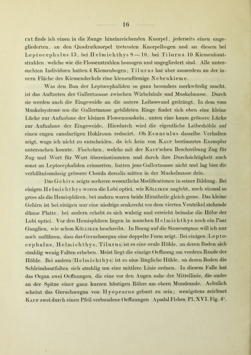 rat finde ich einen in die Zunge hineinreichenden Knorpel, jederseits einen unge- gliederten, an den Quadratknorpel tretenden Knorpelbogen und an diesem bei Leptocephalus 13, bei H elmichthys 8—10, bei Tilurus 10 Kiemenhaut- strahlen. welche wie die Flossenstrahlen homogen und ungegliedert sind. Alle unter- suchten Individuen hatten 4 Kiemenbogen; Tilurus hat aber ausserdem an der in- nern Fläche des Kiemendeckels eine kiemenförmige Nebenkieme. Was den Bau der Leptocephaliden so ganz besonders merkwürdig macht, ist das Auftreten der Gallertmasse zwischen Wirbelsäule und Muskelmasse. Durch sie werden auch die Eingeweide an die untere Leibeswand gedrängt. In dem vom Muskelsysteme um die Gallertmasse gebildeten Ringe findet sich oben eine kleine Lücke zur Aufnahme der kleinen Llossenmuskeln, unten eine kaum grössere Lücke zur Aufnahme der Eingeweide. Hierdurch wird die eigentliche Leibeshöhle auf einen engen canalartigen Hohlraum reducirt. Ob Esunculus dasselbe Verhalten zeigt, wage ich nicht zu entscheiden, da ich kein von Kaup bestimmtes Exemplar untersuchen konnte. Fischchen, welche mit der KAUp’schen Beschreibung Zug für Zug und Wort für Wort übereinstimmten und durch ihre Durchsichtigkeit auch sonst an Leptocephaliden erinnerten, hatten jene Gallertmasse nicht und lag hier die verhältnissmässig grössere Chorda dorsalis mitten in der Muskelmasse drin. DasGehirn zeigte mehrere wesentliche Modificationen in seiner Bildung. Bei einigen Helmiclithys waren die Lobi optici, wieKöLLiKER angiebt, noch einmal so gross als die Hemisphären, bei andern waren beide Hirntheile gleich gross. Das kleine Gehirn ist bei einigen nur eine niedrige senkrecht vor dem vierten Ventrikel stehende dünne Platte, bei andern erhebt es sich wulstig und erreicht beinahe die Höhe der Lobi optici. Vor den Hemisphären liegen in manchen H elmichthy s noch ein Paar Ganglien, wie schon Kölliker beschreibt. In Bezug auf die Sinnesorgane will ich nur noch anführen, dass das Geruchsorgan eine doppelte Form zeigt. Bei einigen (Lepto- cephalus, Helmichthys, T i 1 u r u s) ist es eine ovale Höhle, an deren Boden sich strahlig wenig Balten erheben. Meist liegt die einzige Oeffnung am vordem Rande der Höhle. Bei andern (Helmichthys) ist es eine längliche Höhle, an deren Boden die Schleimhautfalten sich strahlig um eine mittlere Linie ordnen. In diesem Falle hat das Organ zwei Oeffnungen, die eine vor den Augen nahe der Mittellinie, die andre an der Spitze einer ganz kurzen häutigen Röhre am obern Mundrande. Aehnlich scheint das Geruchsorgan von Hyoprorus gebaut zu sein; wenigstens zeichnet Kaup zwei durch einen Pfeil verbundene Oeffnungen Apodal Fishes. PI. XVI. Fig. 4a.