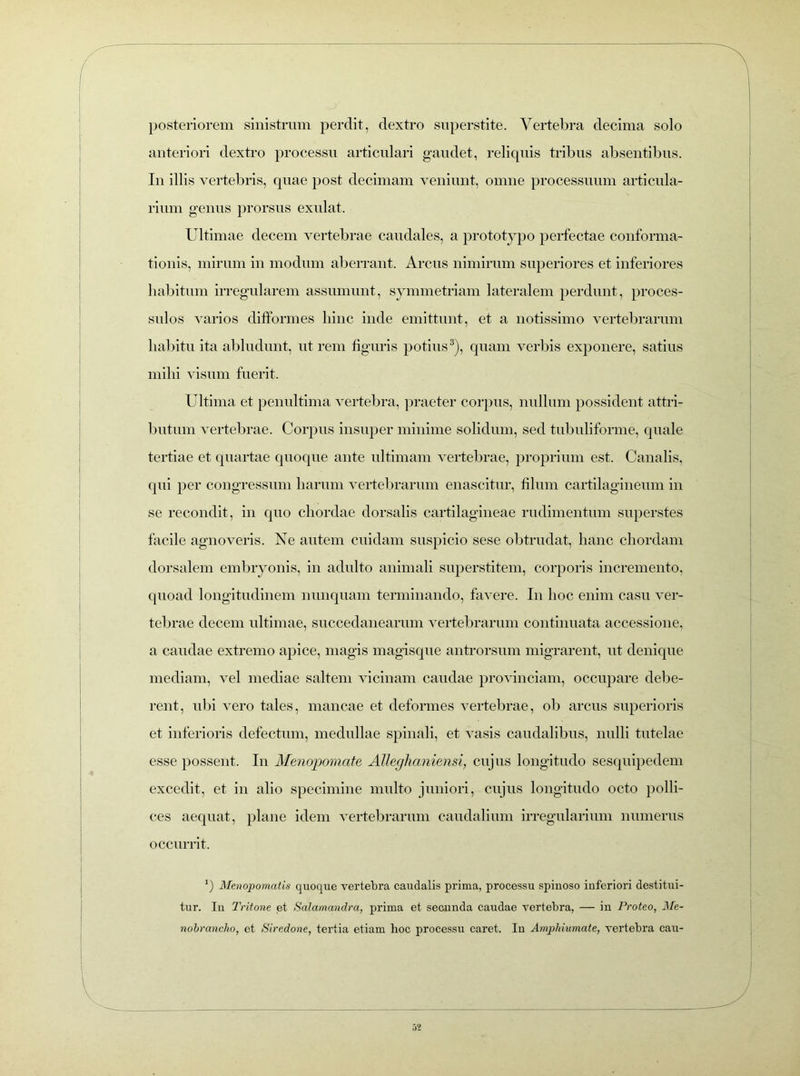 posteriorem sinistrum perdit, dextro superstite. Vertebra decima solo anteriori dextro processu articulari gaudet, reliquis tribus absentibus. In illis vertebris, quae post decimam veniunt, omne processuum articula- rium genus prorsus exulat. Ultimae decem vertebrae caudales, a prototypo perfectae conforma- tionis, mirum in modum aberrant. Arcus nimirum superiores et inferiores habitum irregularem assumunt, symmetriam lateralem perdunt, proces- snlos varios difformes hinc inde emittunt, et a notissimo vertebrarum habitu ita abludunt, ut rem figuris potius3), quam verbis exponere, satius milii visum fuerit. Ultima et penultima vertebra, praeter corpus, nullum possident attri- butum vertebrae. Corpus insuper minime solidum, sed tubuliforme, quale tertiae et quartae quoque ante ultimam vertebrae, proprium est. Canalis, qui per congressum harum vertebrarum enascitur, filum cartilagineum in se recondit, in quo chordae dorsalis cartilagineae rudimentum superstes facile agnoveris. Ne autem cuidam suspicio sese obtrudat, hanc chordam dorsalem embryonis, in adulto animali superstitem, corporis incremento, quoad longitudinem nunquam terminando, favere. In hoc enim casu ver- tebrae decem ultimae, succedanearum vertebrarum continuata accessione, a caudae extremo apice, magis magisque antrorsum migrarent, ut denique mediam, vel mediae saltem vicinam caudae provinciam, occupare debe- rent, ubi vero tales, mancae et deformes vertebrae, ob arcus superioris et inferioris defectum, medullae spinali, et vasis caudalibus, nulli tutelae esse possent. In Menopomate Alleglianiensi, cujus longitudo sesquipedem excedit, et in alio specimine multo juniori, cujus longitudo octo polli- ces aequat, plane idem vertebrarum caudalium irregularium numerus occurrit. ‘) Menopomatis quoque vertebra caudalis prima, processu spinoso inferiori destitui- tur. Iu Tritone et Salamandra, prima et secunda caudae vertebra, — in Proteo, Me- nobrancho, et Siredone, tertia etiam hoc processu caret. In Amphiumate, vertebra cau-