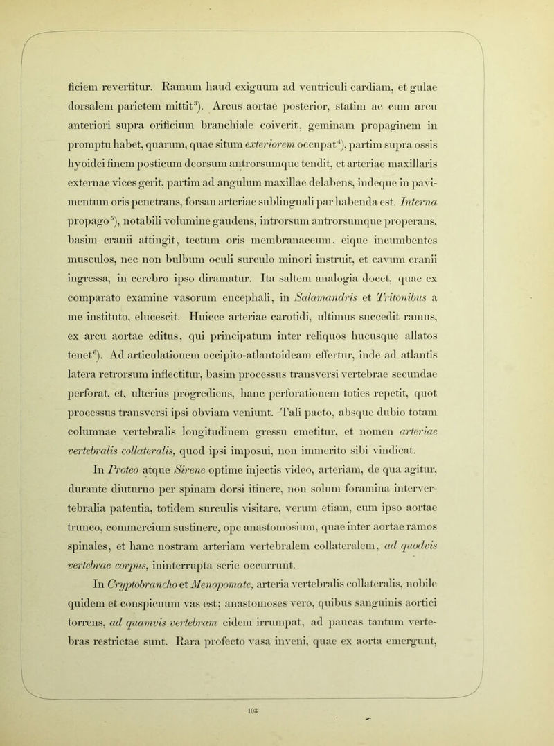 ficiem revertitur. Ramum liaucl exiguum ad ventriculi cardiam, et gulae dorsalem parietem mittit3). Arcus aortae posterior, statim ac cum arcu anteriori supra orificium branchiale coiverit, geminam propaginem in promptu habet, quarum, quae situm exteriorem occupat4), partiin supra ossis hyoidei finem posticum deorsum antrorsiunque tendit, et arteriae maxillaris externae vices gerit, partim ad angulum maxillae delabens, indeque in pavi- mentum oris penetrans, forsan arteriae sublinguali par habenda est. Interna propago5), notabili volumine gaudens, introrsum antrorsiunque properans, basim cranii attingit, tectum oris membranaceum, eique incumbentes musculos, nec non bulbum oculi surculo minori instruit, et cavum cranii ingressa, in cerebro ipso diramatur. Ita saltem analogia docet, quae ex comparato examine vasorum encephali, in Salamandris et Tritonibus a me instituto, elucescit. Huicce arteriae carotidi, ultimus succedit ramus, ex arcu aortae editus, qui principatum inter reliquos hucusque allatos tenet6). Ad articulationem occipito-atlantoideam effertur, inde ad atlantis latera retrorsum inflectitur, basim processus transversi vertebrae secundae perforat, et, ulterius progrediens, hanc perforationem toties repetit, quot processus transversi ipsi obviam veniunt. Tali pacto, absque dubio totam columnae vertebralis longitudinem gressu emetitur, et nomen arteriae vertebralis collateralis, quod ipsi imposui, non immerito sibi vindicat. In Proteo atque Sirene optime injectis video, arteriam, de qua agitur, durante diuturno per spinam dorsi itinere, non solum foramina interver- tebralia patentia, totidem surculis visitare, verum etiam, cum ipso aortae trunco, commercium sustinere, ope anastomosiiun, quae inter aortae ramos spinales, et hanc nostram arteriam vertebralem collateralem, ad quodvis vertebrae corpus, ininterrupta serie occurrunt. In Cryptobrancho et Menopomate, arteria vertebralis collateralis, nobile quidem et conspicuum vas est; anastomoses vero, quibus sanguinis aortici torrens, aci quamvis vertebram eidem irrumpat, ad paucas tantum verte- bras restrictae sunt. Rara profecto vasa inveni, quae ex aorta emergunt,