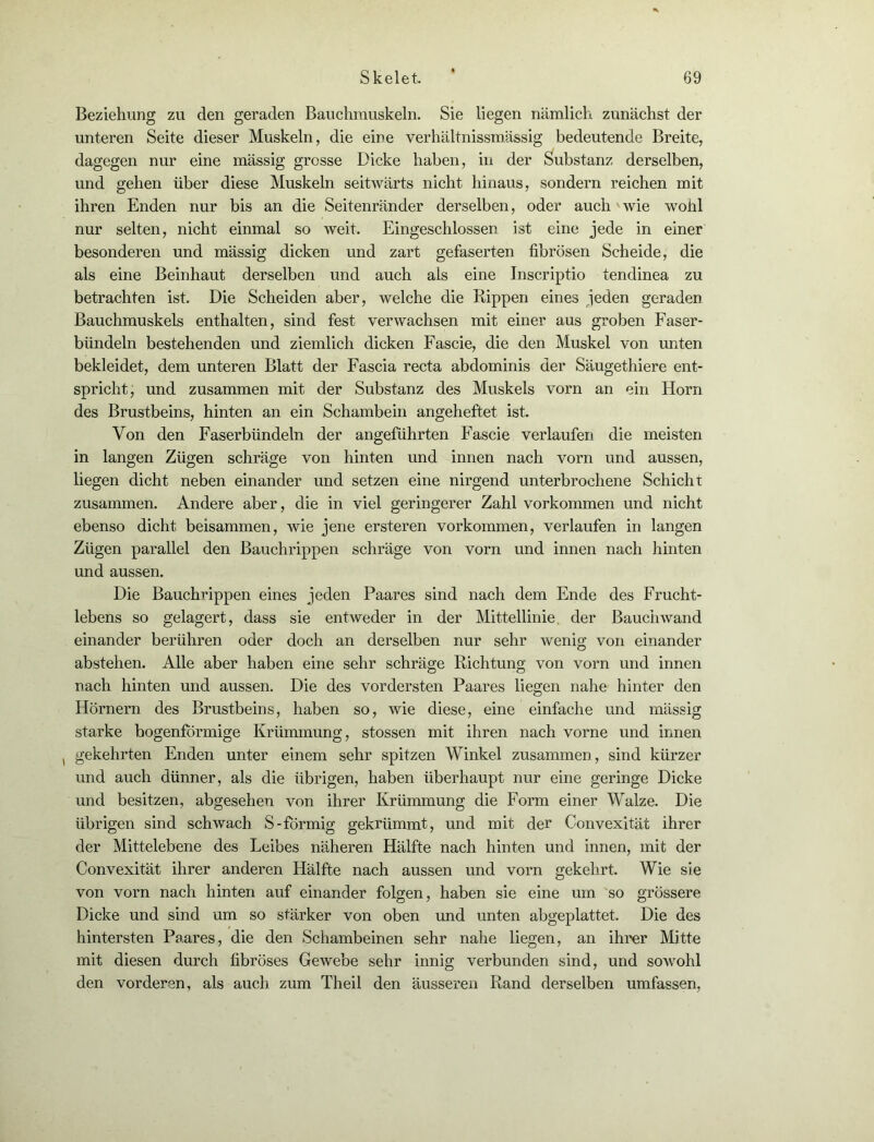 Beziehung zu den geraden Bauchmuskeln. Sie liegen nämlich zunächst der unteren Seite dieser Muskeln, die eine verhältnissmässig bedeutende Breite, dagegen nur eine mässig grosse Dicke haben, in der Substanz derselben, und gehen über diese Muskeln seitwärts nicht hinaus, sondern reichen mit ihren Enden nur bis an die Seitenränder derselben, oder auch wie wohl nur selten, nicht einmal so weit. Eingeschlossen ist eine jede in einer besonderen und mässig dicken und zart gefaserten fibrösen Scheide, die als eine Beinhaut derselben und auch als eine Inscriptio tendinea zu betrachten ist. Die Scheiden aber, welche die Rippen eines jeden geraden Bauchmuskels enthalten, sind fest verwachsen mit einer aus groben Faser- bündeln bestehenden und ziemlich dicken Fascie, die den Muskel von unten bekleidet, dem unteren Blatt der Fascia recta abdominis der Säugethiere ent- spricht, und zusammen mit der Substanz des Muskels vorn an ein Horn des Brustbeins, hinten an ein Schambein angeheftet ist. Von den Faserbündeln der angeführten Fascie verlaufen die meisten in langen Zügen schräge von hinten und innen nach vorn und aussen, liegen dicht neben einander und setzen eine nirgend unterbrochene Schicht zusammen. Andere aber, die in viel geringerer Zahl Vorkommen und nicht ebenso dicht beisammen, wie jene ersteren Vorkommen, verlaufen in langen Zügen parallel den Bauchrippen schräge von vorn und innen nach hinten und aussen. Die BauchHppen eines jeden Paares sind nach dem Ende des Frucht- lebens so gelagert, dass sie entweder in der Mittellinie der Bauch wand einander berühren oder doch an derselben nur sehr wenig von einander abstehen. Alle aber haben eine sehr schräge Richtung von vorn und innen nach hinten und aussen. Die des vordersten Paares liegen nahe hinter den Hörnern des Brustbeins, haben so, wie diese, eine einfache und mässig starke bogenförmige Krümmung, stossen mit ihren nach vorne und innen , gekehrten Enden unter einem sehr spitzen Winkel zusammen, sind kürzer und auch dünner, als die übrigen, haben überhaupt nur eine geringe Dicke und besitzen, abgesehen von ihrer Krümmung die Form einer Walze. Die übrigen sind schwach S-förmig gekrümmt, und mit der Convexität ihrer der Mittelebene des Leibes näheren Hälfte nach hinten und innen, mit der Convexität ihrer anderen Hälfte nach aussen und vorn gekehrt. Wie sie von vorn nach hinten auf einander folgen, haben sie eine um so grössere Dicke und sind um so stärker von oben und unten abgeplattet. Die des hintersten Paares, die den Schambeinen sehr nahe liegen, an ihrer Mitte mit diesen durch fibröses Gewebe sehr innig verbunden sind, und sowohl den vorderen, als auch zum Theil den äusseren Rand derselben umfassen,