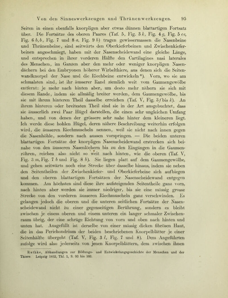 Seiten in einen ebenfalls knorpligen aber etwas dünnen blattartigen Fortsatz über. Die Fortsätze des oberen Paares (Taf. 5, Fig. 3 Je, Fig. 4 g, Fig. 5 ee, Fig. 6 b,b, Fig. 7 und 8 a, Fig. 9 b) tragen gewissermassen die Nasenbeine und Thränenbeine, sind seitwärts den Oberkieferbeinen und Zwischenkiefer- beinen angeschmiegt, haben mit der Nasenscheidewand eine gleiche Länge, und entsprechen in ihrer vorderen Hälfte den Cartilagines nasi laterales des Menschen, im Ganzen aber den mehr oder weniger knorpligen Nasen- dächern bei den Embryonen höherer Wirbelthiere, aus denen sich die Seiten- wandknorpel der Nase und die Riechbeine entwickeln*'). Vorn, wo sie am schmälsten sind, ist ihr äusserer Rand ziemlich weit vom Gaumengewölbe entfernt: je mehr nach hinten aber, um desto mehr nähern sie sich mit diesem Rande, indem sie allmälig breiter werden, dem Gaumengewölbe, bis sie mit ihrem hinteren Theil dasselbe erreichen (Taf. V, Fig. 3/bis k). An ihrem hinteren oder breitesten Theil sind sie in der Art ausgebuchtet, dass sie äusserlich zwei Paar Hügel darstellen, die einen sehr ungleichen Umfang haben, und von denen der grössere sehr nahe hinter dem kleineren liegt. Ich werde diese hohlen Hügel, deren nähere Beschreibung weiterhin erfolgen wird, die äusseren Riechmuscheln nennen, weil sie nicht nach innen gegen die Nasenhöhle, sondern nach aussen vorspringen. — Die beiden unteren blattartigen Fortsätze der knorpligen Nasenscheidewand erstrecken sich bei- nahe von den äusseren Nasenlöchern bis zu den Eingängen in die Gaumen- röhren, reichen also nicht so weit nach hinten, wie die oberen (Taf. V, Fig. 3 m, Fig. 7 b und Fig. 8 b). Sie liegen platt auf dem Gaumengewölbe, und gehen seitwärts noch eine Strecke über dasselbe hinaus, indem sie neben den Seitentheilen der Zwischenkiefer- und Oberkieferbeine sich aufbiegen und den oberen blattartigen Fortsätzen der Nasenscheidewand entgegen kommen. Am höchsten sind diese ihre aufsteigenden Seitentheile ganz vorn, nach hinten aber werden sie immer niedriger, bis sie eine mässig grosse Strecke von den vorderen äusseren Riechmuscheln ganz verseilwinden. Es gelangen jedoch die oberen und die unteren seitlichen Fortsätze der Nasen- scheidewand nicht zu einer gegenseitigen Berührung, sondern es bleibt zwischen je einem oberen und einem unteren ein langer schmaler Zivischen- raum übrig, der eine schräge Richtung von vorn und oben nach hinten und unten hat. Ausgefüllt ist derselbe von einer mässig dicken fibrösen Haut, die in das Perichondrium der beiden beschriebenen Knorpelblätter je einer Seitenhälfte übergeht (Taf. V, Fig. 3 l, Fig. 7 und 8). Dem Angeführten zufolge wird also jederseits von jenen Knorpelblättern, dem zwischen ihnen Rathke, Abhandlungen zur Bildungs- und Entwickelungsgeschichte der Menschen und der Thiere. Leipzig 1832, Thl. 1, S. 93 bis 103.