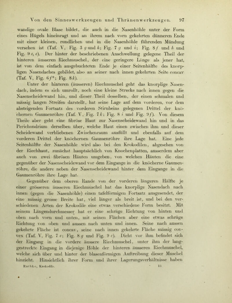 wandige ovale Blase bildet, die auch in die Nasenhöhle unter der Form eines Hügels hineinragt und an ihrem nach vorn gekehrten dünneren Ende mit einer kleinen, rundlichen und in die Nasenhöhle führenden Mündung: versehen ist (Taf. V, Fig. 3 g und h; Fig. 7 g und i; Fig. 8/ und h und Fig. 9 e, e). Der hinter der beschriebenen Anschwellung gelegene Theil der hinteren äusseren Riechmuschel, der eine geringere Länge als jener hat, ist von dem einfach ausgebuchteten Ende je einer Seitenhälfte des knorp- ligen Nasendaches gebildet, also an seiner nach innen gekehrten Seite concav (Taf. V, Fig. 6/*; Fig. Sk). Unter der hinteren (äusseren) Riechmuschel geht das knorplige Nasen- dach, indem es sich umrollt, noch eine kleine Strecke nach innen gegen die Nasenscheidewand hin, und dieser Theil desselben, der einen schmalen und massig langen Streifen darstellt, hat seine Lage auf dem vorderen, vor dem absteigenden Fortsatz des vorderen Stirnbeins gelegenen Drittel der knö- chernen Gaumenröhre (Taf. V, Fig. 7 k; Fig. 8 i und Fig. 9/). Von diesem Theile aber geht eine fibröse Haut zur Nasenscheidewand hin und in das Perichondrium derselben über, welche Haut einen zwischen ihm und dieser Scheidewand verbliebenen Zwischenraum ausfüllt und ebenfalls auf dem vorderen Drittel der knöchernen Gaumenröhre ihre Lage hat. Eine jede Seitenhälfte der Nasenhöhle wird also bei den Krokodilen, abgesehen von der Riechhaut, zunächst hauptsächlich von Knochenplatten, ausserdem aber auch von zwei fibrösen Häuten umgeben, von welchen Häuten die eine gegenüber der Nasenscheidewand vor dem Eingänge in die knöcherne Gaumen- röhre, die andere neben der Nasenscheidewand hinter dem Eingänge in die Gaumenröhre ihre Lage hat. Gegenüber dem oberen Rande von der vorderen längeren Hälfte je einer grösseren äusseren Riechmuschel hat das knorplige Nasendach nach innen (gegen die Nasenhöhle) einen tafelförmigen Fortsatz ausgesendet, der eine mässig grosse Breite hat, viel länger als breit ist, und bei den ver- schiedenen Arten der Krokodile eine etwas verschiedene Form besitzt. Mit seinem Längendurchmesser hat er eine schräge Richtung von hinten und oben nach vorn und unten, mit seinen Flächen aber eine etwas schräge Richtung von oben und aussen nach unten und innen. Seine nach aussen gekehrte Fläche ist concav, seine nach innen gekehrte Fläche mässig con- vex (Taf. V, Fig. 7 e; Fig. 8 g und Fig. 9 c). Dicht vor ihm befindet sich der Eingang in die vordere äussere Riechmuschel, unter ihm der lang- gestreckte Eingang in diejenige Höhle der hinteren äusseren Riechmuschel, Avelche sich über und hinter der blasenförmigen Auftreibung dieser Muschel hinzieht. Hinsichtlich ihrer Form und ihrer Lagerungsverhältnisse haben Ratlilce, Krokodile. ' 13