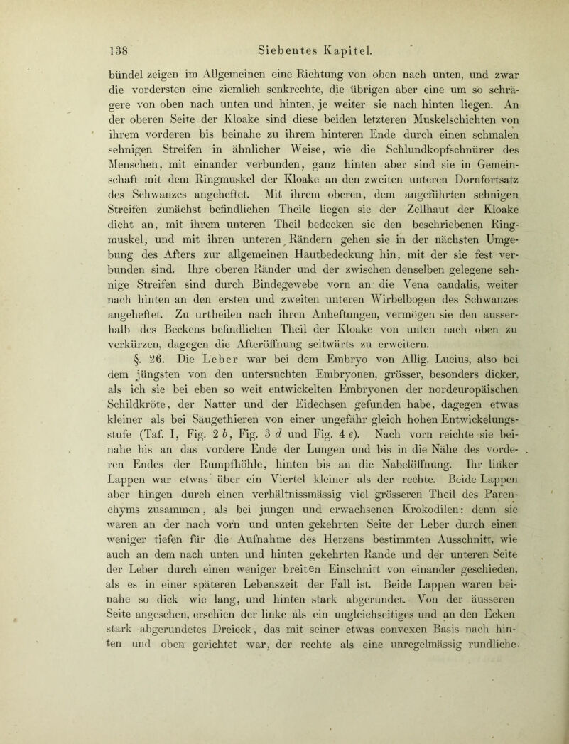 bündel zeigen im Allgemeinen eine Richtung von oben nach unten, und zwar die vordersten eine ziemlich senkrechte, die übrigen aber eine um so schrä- gere von oben nach unten und hinten, je weiter sie nach hinten liegen. An der oberen Seite der Kloake sind diese beiden letzteren Muskelschichten von ihrem vorderen bis beinahe zu ihrem hinteren Ende durch einen schmalen sehnigen Streifen in ähnlicher Weise, wie die Schlundkopfschnürer des Menschen, mit einander verbunden, ganz hinten aber sind sie in Gemein- schaft mit dem Ringmuskel der Kloake an den zweiten unteren Dornfortsatz des Schwanzes angeheftet. Mit ihrem oberen, dem angeführten sehnigen Streifen zunächst befindlichen Theile liegen sie der Zellhaut der Kloake dicht an, mit ihrem unteren Theil bedecken sie den beschriebenen Ring- inuskel, und mit ihren unteren Rändern gehen sie in der nächsten Umge- bung des Afters zur allgemeinen Hautbedeckung hin, mit der sie fest ver- bunden sind. Ihre oberen Ränder und der zwischen denselben gelegene seh- nige Streifen sind durch Bindegewebe vorn an die Vena caudalis, weiter nach hinten an den ersten und zweiten unteren Wirbelbogen des Schwanzes angeheftet. Zu urtheilen nach ihren Anheftungen, vermögen sie den ausser- halb des Beckens befindlichen Theil der Kloake von unten nach oben zu verkürzen, dagegen die After Öffnung seitwärts zu erweitern. §. 26. Die Leber war bei dem Embryo von Allig. Lucius, also bei dem jüngsten von den untersuchten Embryonen, grösser, besonders dicker, als ich sie bei eben so weit entwickelten Embryonen der nordeuropäischen Schildkröte, der Natter und der Eidechsen gefunden habe, dagegen etwas kleiner als bei Säugethieren von einer ungefähr gleich hohen Entwickelungs- stufe (Taf. I, Fig. 2 b, Fig. 3 d und Fig. 4 e). Nach vorn reichte sie bei- nahe bis an das vordere Ende der Lungen und bis in die Nähe des vorde- ren Endes der Rumpfhöhle, hinten bis an die Nabelöffnung. Ihr linker Lappen war etwas über ein Viertel kleiner als der rechte. Beide Lappen aber hingen durch einen verhältnissmässig viel grösseren Theil des Paren- chyms zusammen, als bei jungen und erwachsenen Krokodilen: denn sie waren an der nach vorn und unten gekehrten Seite der Leber durch einen weniger tiefen für die Aufnahme des Herzens bestimmten Ausschnitt, wie auch an dem nach unten und hinten gekehrten Rande und der unteren Seite der Leber durch einen weniger breiten Einschnitt von einander geschieden, als es in einer späteren Lebenszeit der Fall ist. Beide Lappen waren bei- nahe so dick wie lang, und hinten stark abgerundet. Von der äusseren Seite angesehen, erschien der linke als ein ungleichseitiges und an den Ecken stark abgerundetes Dreieck, das mit seiner etwas convexen Basis nach hin- ten und oben gerichtet war, der rechte als eine unregelmässig rundliche.