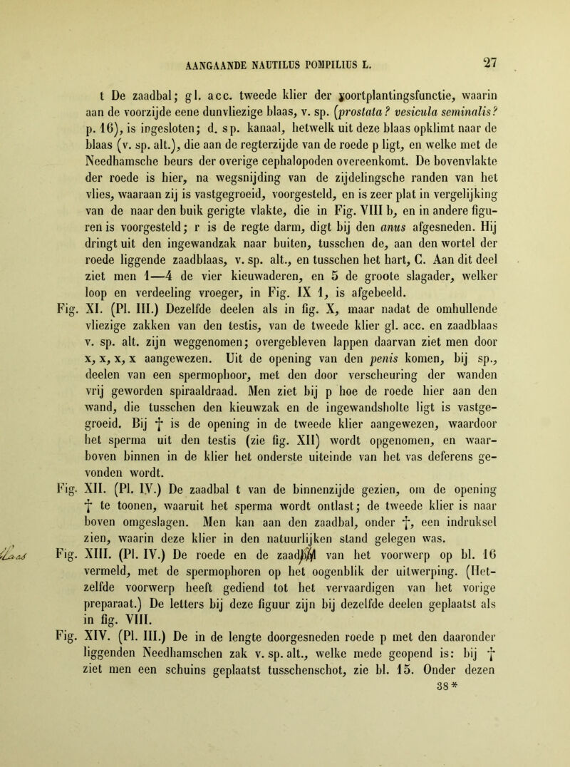 t De zaadbal; gl. acc. tweede klier der voortplantingsfunctie, waarin aan de voorzijde eene dunvliezige blaas, v. sp. (prostata ? vesicula seminalis? p. 16), is ingesloten; d. sp. kanaal, hetwelk uit deze blaas opklimt naar de blaas (v. sp. alt.), die aan de regterzijde van de roede p ligt, en welke met de Needhamsche beurs der overige cephalopoden overeenkomt. De bovenvlakte der roede is hier, na wegsnijding van de zijdelingsche randen van het vlies, waaraan zij is vastgegroeid, voorgesteld, en is zeer plat in vergelijking van de naar den buik gerigte vlakte, die in Fig. VIII b, en in andere figu- ren is voorgesteld; r is de regte darm, digt bij den anus afgesneden. Hij dringt uit den ingewandzak naar buiten, tusschen de, aan den wortel der roede liggende zaadblaas, v. sp. alt., en tusschen het hart, C. Aan dit deel ziet men 1—4 de vier kieuwaderen, en 5 de groote slagader, welker loop en verdeeling vroeger, in Fig. IX 1, is afgebeeld. Fig. XI. (PI. III.) Dezelfde deelen als in fig. X, maar nadat de omhullende vliezige zakken van den testis, van de tweede klier gl. acc. en zaadblaas v. sp. alt. zijn weggenomen; overgebleven lappen daarvan ziet men door x, x, x, x aangewezen. Uit de opening van den penis komen, bij sp., deelen van een spermophoor, met den door verscheuring der wanden vrij geworden spiraaldraad. Men ziet bij p hoe de roede hier aan den wand, die tusschen den kieuwzak en de ingewandsholte ligt is vastge- groeid. Bij *j* is de opening in de tweede klier aangewezen, waardoor het sperma uit den testis (zie fig. XII) wordt opgenomen, en waar- boven binnen in de klier het onderste uiteinde van het vas deferens ge- vonden wordt. Fig. XII. (PI. IV.) De zaadbal t van de binnenzijde gezien, om de opening f te toonen, waaruit het sperma wordt ontlast; de tweede klier is naar boven omgeslagen. Men kan aan den zaadbal, onder *j*, een indruksel zien, waarin deze klier in den natuurlijken stand gelegen was. Fig. XIII. (PI. IV.) De roede en de zaad)$l van het voorwerp op hl. 16 vermeld, met de spermophoren op het oogenblik der uitwerping. (Het- zelfde voorwerp heeft gediend tot het vervaardigen van het vorige preparaat.) De letters bij deze figuur zijn bij dezelfde deelen geplaatst als in fig. VIII. Fig. XIV. (PI. III.) De in de lengte doorgesneden roede p met den daaronder liggenden Needhamschen zak v. sp. alt., welke mede geopend is: bij j ziet men een schuins geplaatst tusschenschot, zie hl. 15. Onder dezen 38*