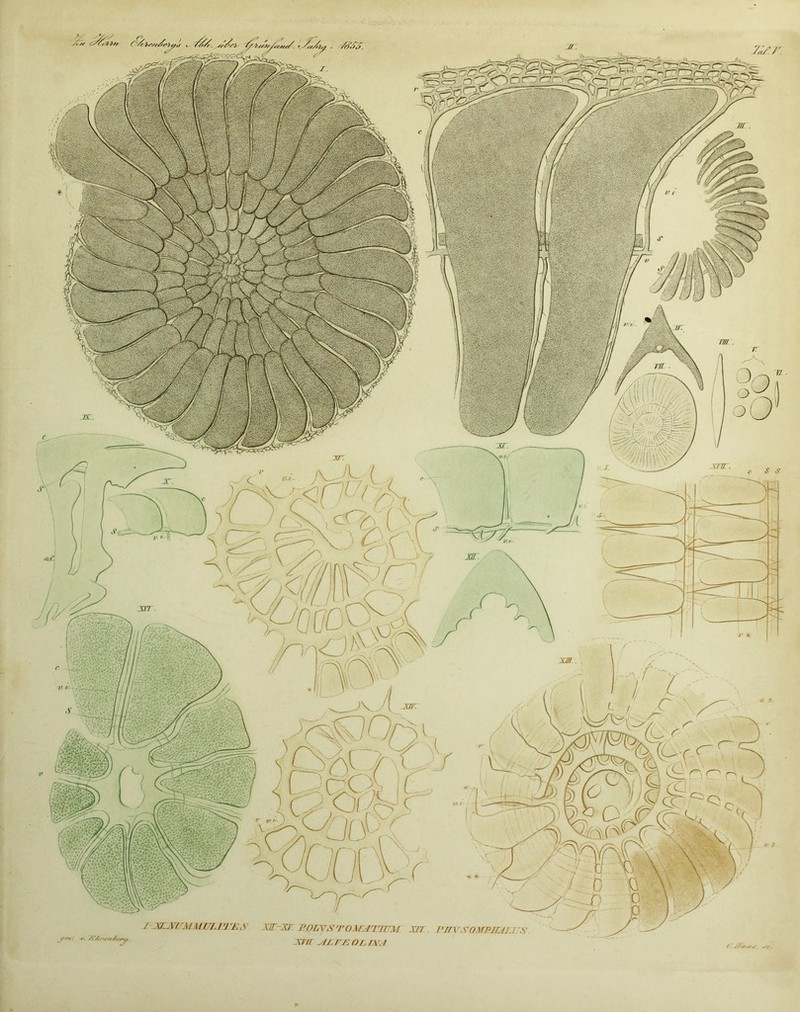 \ /jaxvirMMUj.iTjj,s xir-xr. Ponysrro.\r.4TWM xn xvu ^Li'/:nf,r.\r.i L’HV SOMPJXdI.CS //a