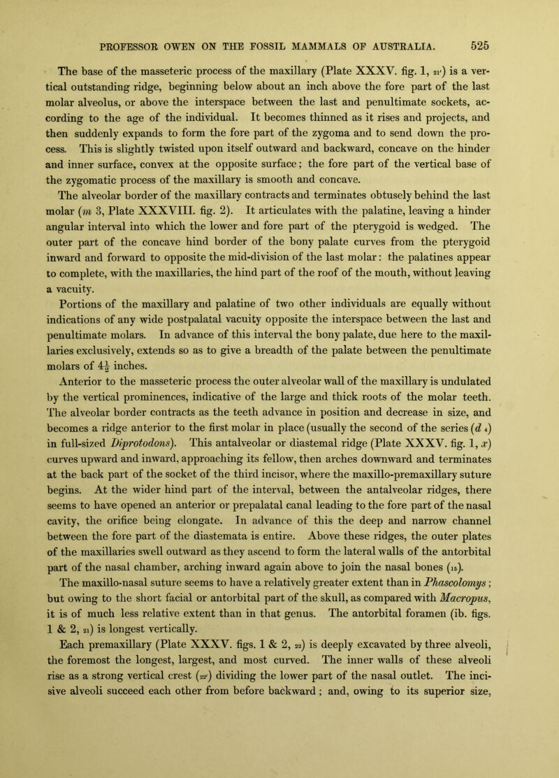 The base of the masseteric process of the maxillary (Plate XXXV. fig. 1, 21') is a ver- tical outstanding ridge, beginning below about an inch above the fore part of the last molar alveolus, or above the interspace between the last and penultimate sockets, ac- cording to the age of the individual. It becomes thinned as it rises and projects, and then suddenly expands to form the fore part of the zygoma and to send down the pro- cess. This is slightly twisted upon itself outward and backward, concave on the hinder and inner surface, convex at the opposite surface; the fore part of the vertical base of the zygomatic process of the maxillary is smooth and concave. The alveolar border of the maxillary contracts and terminates obtusely behind the last molar (w 3, Plate XXXVIII. fig. 2). It articulates with the palatine, leaving a hinder angular interval into which the lower and fore part of the pterygoid is wedged. The outer part of the concave hind border of the bony palate curves from the pterygoid inward and forward to opposite the mid-division of the last molar: the palatines appear to complete, with the maxillaries, the hind part of the roof of the mouth, without leaving a vacuity. Portions of the maxillary and palatine of two other individuals are equally without indications of any wide postpalatal vacuity opposite the interspace between the last and penultimate molars. In advance of this interval the bony palate, due here to the maxil- laries exclusively, extends so as to give a breadth of the palate between the penultimate molars of 4^ inches. Anterior to the masseteric process the outer alveolar wall of the maxillary is undulated by the vertical prominences, indicative of the large and thick roots of the molar teeth. The alveolar border contracts as the teeth advance in position and decrease in size, and becomes a ridge anterior to the first molar in place (usually the second of the series [d in full-sized Biprotodons). This antalveolar or diastemal ridge (Plate XXXV. fig. I, x) curves upward and inward, approaching its fellow, then arches downward and terminates at the back part of the socket of the third incisor, where the maxillo-premaxillary suture begins. At the wider hind part of the interval, between the antalveolar ridges, there seems to have opened an anterior or prepalatal canal leading to the fore part of the nasal cavity, the orifice being elongate. In advance of this the deep and narrow channel between the fore part of the diastemata is entire. Above these ridges, the outer plates of the maxillaries swell outward as they ascend to form the lateral walls of the antorbital part of the nasal chamber, arching inward again above to join the nasal bones (15). The maxillo-nasal suture seems to have a relatively greater extent than in Phascolomys; but owing to the short facial or antorbital part of the skull, as compared with Macropus, it is of much less relative extent than in that genus. The antorbital foramen (ib. figs. 1 & 2, 2i) is longest vertically. Each premaxillary (Plate XXXV. figs. 1 & 2, 22) is deeply excavated by three alveoli, the foremost the longest, largest, and most curved. The inner walls of these alveoli rise as a strong vertical crest (22') dividing the lower part of the nasal outlet. The inci- sive alveoli succeed each other from before backward ; and, owing to its superior size,