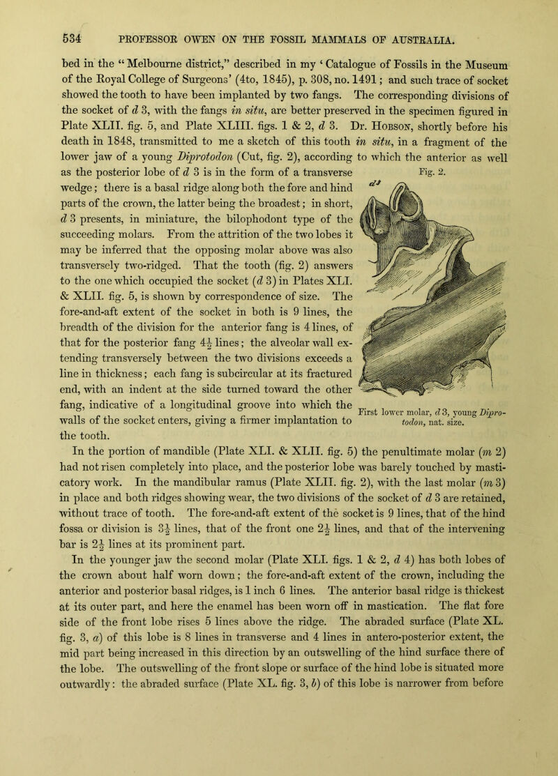bed in the “ Melbourne district,” described in my ‘ Catalogue of Fossils in the Museum of the Eoyal College of Surgeons’ (4to, 1845), p. 308, no. 1491; and such trace of socket showed the tooth to have been implanted by two fangs. The corresponding divisions of the socket of d 3, with the fangs in situ, are better preserved in the specimen figured in Plate XLII. fig. 5, and Plate XLIIl. figs. 1 & 2, 3. Dr. Hobson, shortly before his death in 1848, transmitted to me a sketch of this tooth in situ, in a fragment of the lower jaw of a young Diprotodon (Cut, fig. 2), according to which the anterior as well as the posterior lohe of cZ 3 is in the form of a transverse Fig. 2. wedge; there is a hasal ridge along both the fore and hind parts of the croAvn, the latter being the broadest; in short, d 3 presents, in miniature, the bilophodont type of the succeeding molars. From the attrition of the two lobes it may be inferred that the opposing molar above was also transversely two-ridged. That the tooth (fig. 2) answers to the one which occupied the socket {d 3) in Plates XLI. & XLII. fig. 5, is shown by correspondence of size. The fore-and-aft extent of the socket in both is 9 lines, the breadth of the division for the anterior fang is 4 lines, of that for the posterior fang 4^ lines; the alveolar wall ex- tending transversely between the two divisions exceeds a line in thickness; each fang is subcircular at its fractured end, with an indent at the side turned toward the other fang, indicative of a longitudinal groove into which the . . . , First lower molar, a 3, young Dipro- walls of the socket enters, giving a firmer implantation to todon, nat. size. the tooth. In the portion of mandible (Plate XLI. & XLII. fig. 5) the penultimate molar (m 2) had not risen completely into place, and the posterior lobe was barely touched by masti- catory work. In the mandibular ramus (Plate XLII. fig. 2), with the last molar {m 3) in place and both ridges showing wear, the two divisions of the socket of 6? 3 are retained, without trace of tooth. The fore-and-aft extent of the socket is 9 lines, that of the hind fossa or division is 3^ lines, that of the front one 2^ lines, and that of the intervening bar is 2-| lines at its prominent part. In the younger jaw the second molar (Plate XLI. figs. I & 2, (Z 4) has both lobes of the crown about half worn down; the fore-and-aft extent of the crown, including the anterior and posterior basal ridges, is I inch 6 lines. The anterior basal ridge is thickest at its outer part, and here the enamel has been worn off in mastication. The fiat fore side of the front lobe rises 5 lines above the ridge. The abraded surface (Plate XL. fig. 3, a) of this lobe is 8 lines in transverse and 4 lines in antero-posterior extent, the mid part being increased in this direction by an outswelling of the hind surface there of the lobe. The outswelling of the front slope or surface of the hind lobe is situated more outwardly: the abraded surface (Plate XL. fig. 3, h) of this lobe is narrower from before
