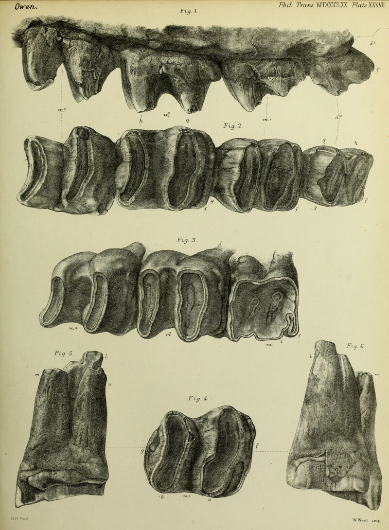 Fx<7. 1 rrU Fig. 2. G J-n^ord . f W.West. imp.