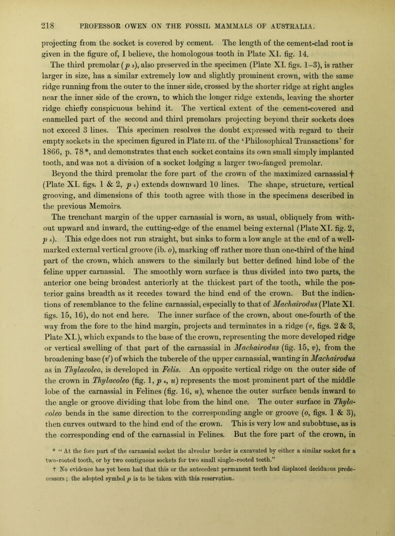 projecting from the socket is covered by cement. The length of the cement-clad root is given in the figure of, I beheve, the homologous tooth in Plate XI. fig. 14. The third premolar [jp 3), also preserved in the specimen (Plate XL figs. 1-3), is rather larger in size, has a similar extremely low and slightly prominent crown, with the same ridge running from the outer to the inner side, crossed by the shorter ridge at right angles near the inner side of the crown, to which the longer ridge extends, leaving the shorter ridge chiefly conspicuous behind it. The vertical extent of the cement-covered and enamelled part of the second and third premolars projecting beyond their sockets does not exceed 3 lines. This specimen resolves the doubt expressed with regard to their empty sockets in the specimen figured in Plate iii. of the ‘Philosophical Transactions’ for 1866, p. 78*, and demonstrates that each socket contains its own small simply implanted tooth, and was not a division of a socket lodging a larger two-fanged premolar. Beyond the third premolar the fore part of the crown of the maximized carnassial f (Plate XI. figs. I & 2, 4) extends downward 10 lines. The shape, structure, vertical grooving, and dimensions of this tooth agree with those in the specimens described in the previous Memoirs. The trenchant margin of the upper carnassial is worn, as usual, obliquely from with- out upward and inward, the cutting-edge of the enamel being external (Plate XI. fig. 2, ]) 4). This edge does not run straight, but sinks to form a low angle at the end of a well- marked external vertical groove (ib. 0), marking oif rather more than one-third of the hind part of the crown, which answers to the similarly but better defined hind lobe of the feline upper carnassial. The smoothly worn surface is thus divided into two parts, the anterior one being brCadest anteriorly at the thickest part of the tooth, while the pos- terior gains breadth as it recedes toward the hind end of the crown. But the indica- tions of resemblance to the feline carnassial, especially to that of MacJiairodus (Plate XI. figs. 15, 16), do not end here. The inner surface of the crown, about one-fourth of the way from the fore to the hind margin, projects and terminates in a ridge (v, figs. 2 & 3, Plate XI.), which expands to the base of the crown, representing the more developed ridge or vertical swelling of that part of the carnassial in Machairodus (fig. 15, v), from the broadening base {d) of which the tubercle of the upper carnassial, wanting in Machairodus as in Thylacoleo, is developed in Felis. An opposite vertical ridge on the outer side of the crown in Thylacoleo (fig. 1,^ 4, u) represents the most prominent part of the middle lobe of the carnassial in Felines (fig. 16, w), whence the outer surface bends inward to the angle or groove dividing that lobe from the hind one. The outer surface in Thyla- coleo bends in the same direction to the corresponding angle or groove (0, figs. 1 & 3), then curves outward to the hind end of the crown. This is very low and subobtuse, as is the corresponding end of the carnassial in Felines. But the fore part of the crown, in * “ At the fore part of the carnassial socket the alveolar border is excavated by either a similar socket for a two-rooted tooth, or by two contiguous sockets for two small single-rooted teeth.” t No evidence has yet been had that this or the antecedent permanent teeth had displaced deciduous prede- cessors; the adopted symbol is to be taken with this reservation.