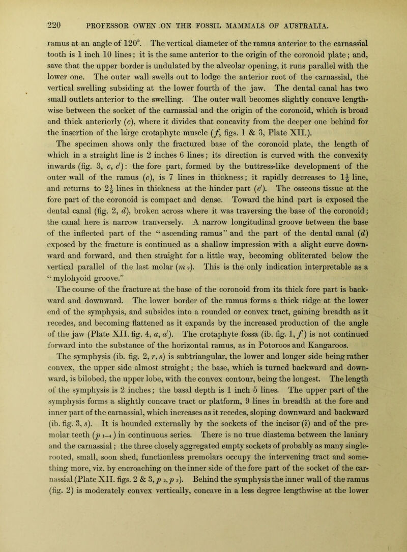 ramus at an angle of 120“^. The vertical diameter of the ramus anterior to the carnassial tooth is 1 inch 10 lines; it is the same anterior to the origin of the coronoid plate; and, save that the upper border is undulated by the alveolar opening, it runs parallel with the lower one. The outer wall swells out to lodge the anterior root of the carnassial, the vertical swelling subsiding at the lower fourth of the jaw. The dental canal has two small outlets anterior to the swelling. The outer wall becomes slightly concave length- wise between the socket of the carnassial and the origin of the coronoid, which is broad and thick anteriorly (c), where it divides that concavity from the deeper one behind for the insertion of the large crotaphyte muscle (f, figs. 1 & 3, Plate XII.). The specimen shows only the fractured base of the coronoid plate, the length of which in a straight line is 2 inches 6 lines; its direction is curved with the convexity inwards (fig. 3, c, d): the fore part, formed by the buttress-like development of the outer wall of the ramus (c), is 7 lines in thickness; it rapidly decreases to 1^ line, and returns to 2^ lines in thickness at the hinder part [d). The osseous tissue at the fore part of the coronoid is compact and dense. Toward the hind part is exposed the demtal canal (fig. 2, d), broken across where it was traversing the base of the coronoid; the canal here is narrow tranversely. A narrow longitudinal groove between the base of the infiected part of the “ascending ramus” and the part of the dental canal {d) exposed by the fracture is continued as a shallow impression with a slight curve down- ward and forward, and then straight for a little way, becoming obliterated below the vertical parallel of the last molar (m 2). This is the only indication interpretable as a “ mylohyoid groove.” The course of the fracture at the base of the coronoid from its thick fore part is back- ward and downward. The lower border of the ramus forms a thick ridge at the lower end of the symphysis, and subsides into a rounded or convex tract, gaining breadth as it recedes, and becoming fiattened as it expands by the increased production of the angle of the jaw (Plate XII. fig. 4, a, d). The crotaphyte fossa (ib. fig. I,/*) is not continued forward into the substance of the horizontal ramus, as in Potoroos and Kangaroos. The symphysis (ib. fig. 2, r, s) is sub triangular, the lower and longer side being rather convex, the upper side almost straight; the base, which is turned backward and down- ward, is bilobed, the upper lobe, with the convex contour, being the longest. The length of the symphysis is 2 inches; the basal depth is I inch 5 lines. The upper part of the symphysis forms a slightly concave tract or platform, 9 lines in breadth at the fore and inner part of the carnassial, which increases as it recedes, sloping downward and backward (ib. fig. 3, s). It is bounded externally by the sockets of the incisor (i) and of the pre- molar teeth (j) 1-4) in continuous series. There is no true diastema between the laniary and the carnassial; the three closely aggregated empty sockets of probably as many single- rooted, small, soon shed, functionless premolars occupy the intervening tract and some- thing more, viz. by encroaching on the inner side of the fore part of the socket of the car- nassial (Plate XII. figs. 2 & 3, 2, p 3). Behind the symphysis the inner wall of the ramus (fig. 2) is moderately convex vertically, concave in a less degree lengthwise at the lower