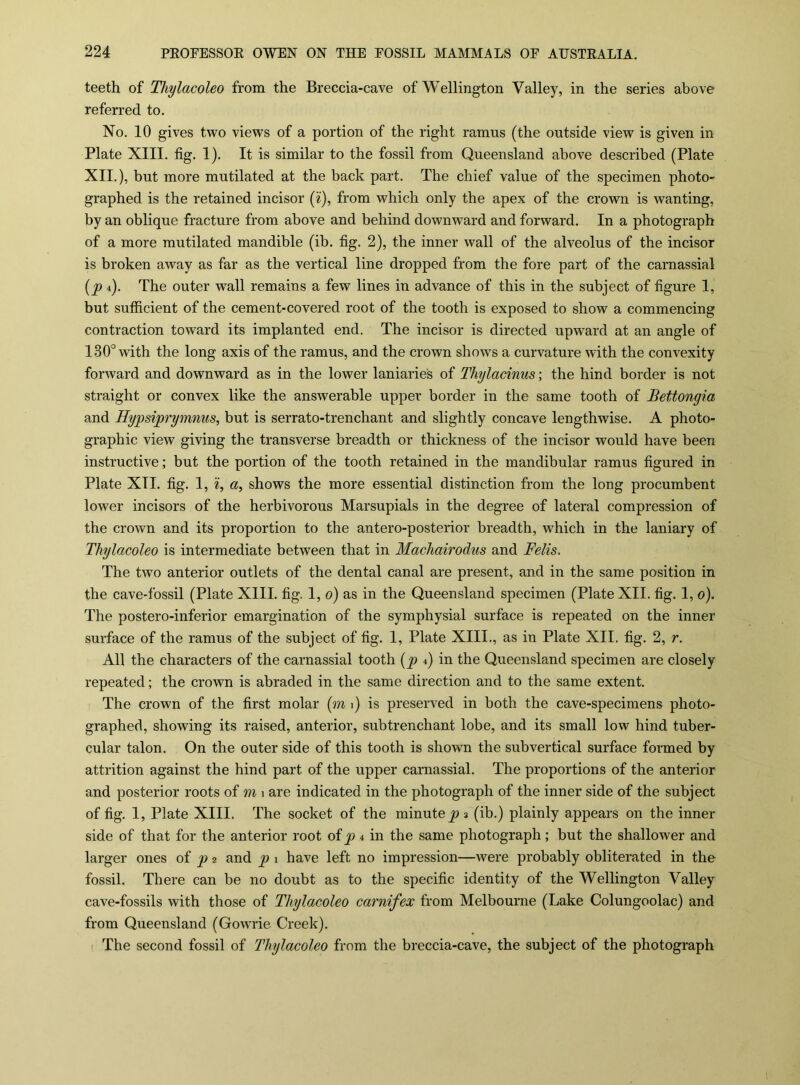 teeth of Thylacoleo from the Breccia-cave of Wellington Valley, in the series above referred to. No. 10 gives two views of a portion of the right ramus (the outside view is given in Plate XIII. fig. I). It is similar to the fossil from Queensland above described (Plate XII.), but more mutilated at the back part. The chief value of the specimen photo- graphed is the retained incisor (i), from which only the apex of the crown is wanting, by an oblique fracture from above and behind downward and forward. In a photograph of a more mutilated mandible (ib. fig. 2), the inner wall of the alveolus of the incisor is broken away as far as the vertical line dropped from the fore part of the carnassial {p 4). The outer wall remains a few lines in advance of this in the subject of figure 1, but sufficient of the cement-covered root of the tooth is exposed to show a commencing contraction toward its implanted end. The incisor is directed upward at an angle of 130° with the long axis of the ramus, and the crown shows a curvature with the convexity forward and downward as in the lower laniaries of Thylacinus; the hind border is not straight or convex like the answerable upper border in the same tooth of Bettongia and Hypsiprymnus, but is serrato-trenchant and slightly concave lengthwise. A photo- graphic view giving the transverse breadth or thickness of the incisor would have been instructive; but the portion of the tooth retained in the mandibular ramus figured in Plate XII. fig. 1, i, «, shows the more essential distinction from the long procumbent lower incisors of the herbivorous Marsupials in the degree of lateral compression of the crown and its proportion to the antero-posterior breadth, which in the laniary of Thylacoleo is intermediate between that in Machairodus and Felis. The two anterior outlets of the dental canal are present, and in the same position in the cave-fossil (Plate XIII. fig. 1, 0) as in the Queensland specimen (Plate XII. fig. 1, 0). The postero-inferior emargination of the symphysial surface is repeated on the inner surface of the ramus of the subject of fig. 1, Plate XIII., as in Plate XII. fig. 2, r. All the characters of the carnassial tooth (^ 4) in the Queensland specimen are closely repeated; the crown is abraded in the same direction and to the same extent. The crown of the first molar (m 1) is preserved in both the cave-specimens photo- graphed, showing its raised, anterior, sub trenchant lobe, and its small low hind tuber- cular talon. On the outer side of this tooth is shown the sub vertical surface formed by attrition against the hind part of the upper carnassial. The proportions of the anterior and posterior roots of m 1 are indicated in the photograph of the inner side of the subject of fig. I, Plate XIII. The socket of the minute^ 3 (ib.) plainly appears on the inner side of that for the anterior root of p 4 in the same photograph; but the shallower and larger ones oi p 2 and p 1 have left no impression—were probably obliterated in the fossil. There can be no doubt as to the specific identity of the Wellington Valley cave-fossils with those of Thylacoleo carnifex from Melbourne (Lake Colungoolac) and from Queensland (Gowrie Creek). The second fossil of Thylacoleo from the breccia-cave, the subject of the photograph