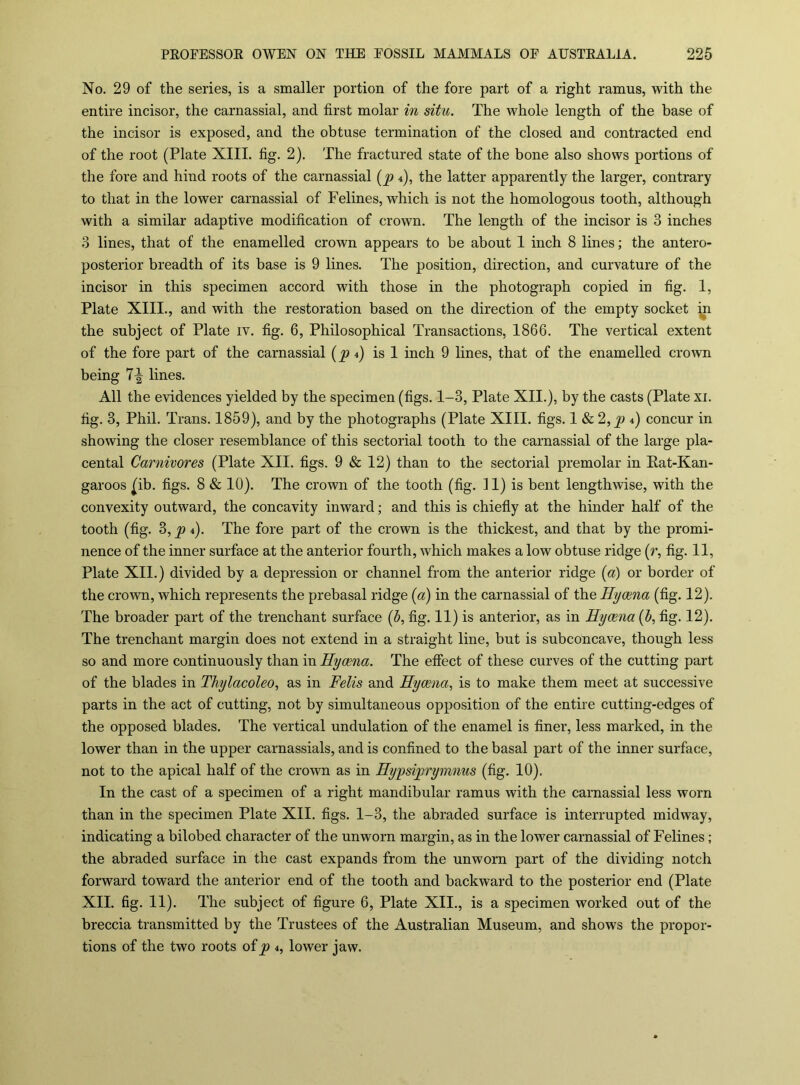 No. 29 of the series, is a smaller portion of the fore part of a right ramus, with the entire incisor, the carnassial, and first molar in situ. The whole length of the base of the incisor is exposed, and the obtuse termination of the closed and contracted end of the root (Plate XIII. fig. 2). The fractured state of the bone also shows portions of the fore and hind roots of the carnassial 4), the latter apparently the larger, contrary to that in the lower carnassial of Felines, which is not the homologous tooth, although with a similar adaptive modification of crown. The length of the incisor is 3 inches 3 lines, that of the enamelled crown appears to be about I inch 8 lines; the antero- posterior breadth of its base is 9 lines. The position, direction, and curvature of the incisor in this specimen accord with those in the photograph copied in fig. I, Plate XIII., and with the restoration based on the direction of the empty socket ^ the subject of Plate iv. fig. 6, Philosophical Transactions, 1866. The vertical extent of the fore part of the carnassial (^4) is I inch 9 lines, that of the enamelled crown being 7-| lines. All the evidences yielded by the specimen (figs. 1-3, Plate XII.), by the casts (Plate xi. fig. 3, Phil. Trans. 1859), and by the photographs (Plate XIII. figs. I & 2,p 4) concur in showing the closer resemblance of this sectorial tooth to the carnassial of the large pla- cental Carnivores (Plate XII. figs. 9 & 12) than to the sectorial premolar in Eat-Kan- garoos ^ib. figs. 8 & 10). The crown of the tooth (fig. II) is bent lengthwise, with the convexity outward, the concavity inward; and this is chiefly at the hinder half of the tooth (fig. 3, 'p 4). The fore part of the crown is the thickest, and that by the promi- nence of the inner surface at the anterior fourth, which makes a low obtuse ridge (r, fig. II, Plate XII.) divided by a depression or channel from the anterior ridge [a) or border of the crown, which represents the prebasal ridge {a) in the carnassial of the Hycena (fig. 12). The broader part of the trenchant surface [b, fig. II) is anterior, as in Hyaena {b, fig. 12). The trenchant margin does not extend in a straight line, but is subconcave, though less so and more continuously than in Hycena. The effect of these curves of the cutting part of the blades in Thylacoleo, as in Felis and Hycena, is to make them meet at successive parts in the act of cutting, not by simultaneous opposition of the entire cutting-edges of the opposed blades. The vertical undulation of the enamel is finer, less marked, in the lower than in the upper carnassials, and is confined to the basal part of the inner surface, not to the apical half of the crown as in Hypsiprymnus (fig. 10). In the cast of a specimen of a right mandibular ramus with the carnassial less worn than in the specimen Plate XII. figs. 1-3, the abraded surface is interrupted midway, indicating a bilobed character of the unworn margin, as in the lower carnassial of Felines ; the abraded surface in the cast expands from the unworn part of the dividing notch forward toward the anterior end of the tooth and backward to the posterior end (Plate XII. fig. 11). The subject of figure 6, Plate XII., is a specimen worked out of the breccia transmitted by the Trustees of the Australian Museum, and shows the propor- tions of the two roots oip 4, lower jaw.