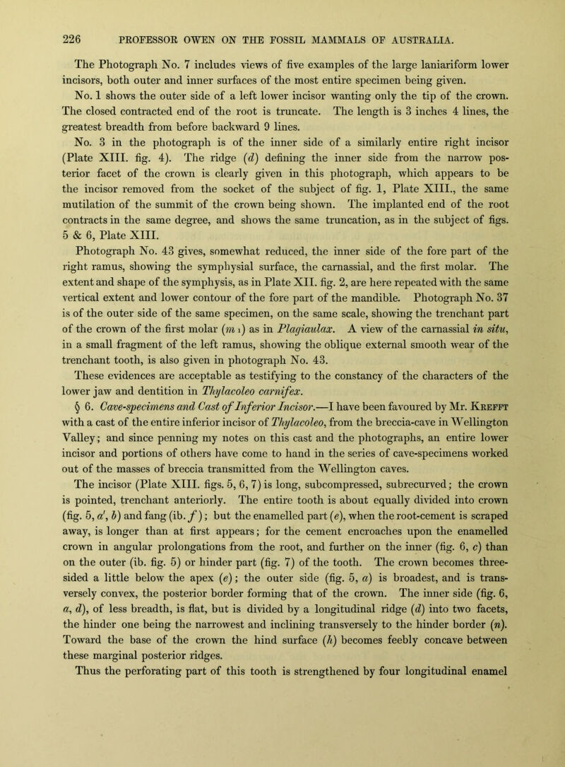 The Photograph No. 7 includes views of five examples of the large laniariform lower incisors, both outer and inner surfaces of the most entire specimen being given. No. 1 shows the outer side of a left lower incisor wanting only the tip of the crown. The closed contracted end of the root is truncate. The length is 3 inches 4 lines, the greatest breadth from before backward 9 lines. No. 3 in the photograph is of the inner side of a similarly entire right incisor (Plate XIII. fig. 4). The ridge {d) defining the inner side from the narrow pos- terior facet of the crown is clearly given in this photograph, which appears to be the incisor removed from the socket of the subject of fig. 1, Plate XIII., the same mutilation of the summit of the crown being shown. The implanted end of the root contracts in the same degree, and shows the same truncation, as in the subject of figs. 5 & 6, Plate XIII. Photograph No. 43 gives, somewhat reduced, the inner side of the fore part of the right ramus, showing the symphysial surface, the camassial, and the first molar. The extent and shape of the symphysis, as in Plate XII. fig. 2, are here repeated with the same vertical extent and lower contour of the fore part of the mandible. Photograph No. 37 is of the outer side of the same specimen, on the same scale, showing the trenchant part of the crown of the first molar [m i) as in Plagiaulax. A view of the camassial in situ, in a small fragment of the left ramus, showing the oblique external smooth wear of the trenchant tooth, is also given in photograph No. 43. These evidences are acceptable as testifying to the constancy of the characters of the lower jaw and dentition in Thylacoleo carnifex. § 6. Cave-specimens and Cast of Inferior Incisor.—I have been favoured by Mr. Keefft with a cast of the entire inferior incisor of Thylacoleo, from the breccia-cave in Wellington Valley; and since penning my notes on this cast and the photographs, an entire lower incisor and portions of others have come to hand in the series of cave-specimens worked out of the masses of breccia transmitted from the Wellington caves. The incisor (Plate XIII. figs. 5, 6, 7) is long, subcompressed, subrecurved; the crown is pointed, trenchant anteriorly. The entire tooth is about equally divided into crown (fig. 5,h) and fang (ib. ; but the enamelled part [e), when the root-cement is scraped away, is longer than at first appears; for the cement encroaches upon the enamelled crown in angular prolongations from the root, and further on the inner (fig. 6, c) than on the outer (ib. fig. 5) or binder part (fig. 7) of the tooth. The crown becomes three- sided a little below the apex [e); the outer side (fig. b, a) is broadest, and is trans- versely convex, the posterior border forming that of the crown. The inner side (fig. 6, a, d), of less breadth, is fiat, but is divided by a longitudinal ridge {d) into two facets, the hinder one being the narrowest and inclining transversely to the hinder border (n). Toward the base of the crown the hind surface (h) becomes feebly concave between these marginal posterior ridges. Thus the perforating part of this tooth is strengthened by four longitudinal enamel
