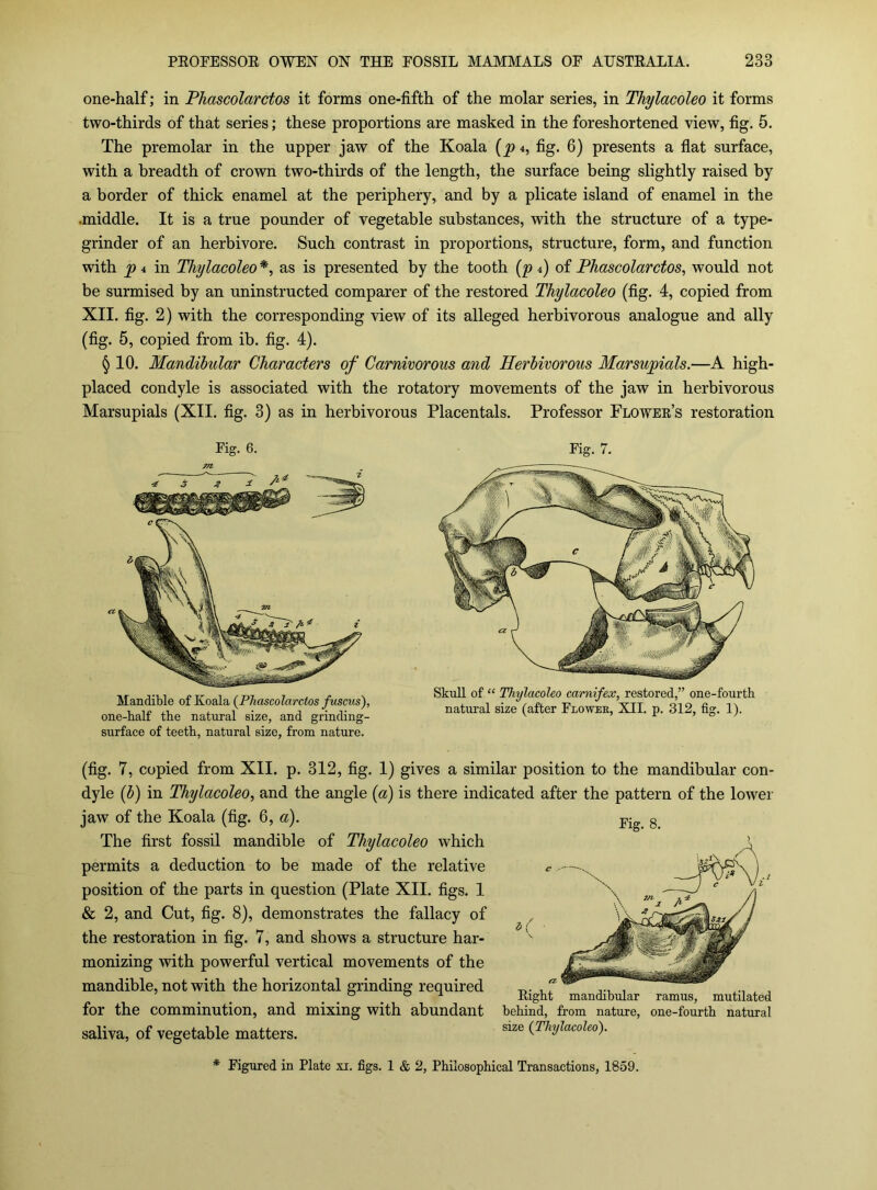 one-half; in Phascolarctos it forms one-fifth of the molar series, in Thylacoleo it forms two-thirds of that series; these proportions are masked in the foreshortened view, fig. 5. The premolar in the upper jaw of the Koala {p 4, fig. 6) presents a flat surface, with a breadth of crown two-thirds of the length, the surface being slightly raised by a border of thick enamel at the periphery, and by a plicate island of enamel in the .middle. It is a true pounder of vegetable substances, with the structure of a type- grinder of an herbivore. Such contrast in proportions, structure, form, and function with 4 in Thylacoleo *, as is presented by the tooth (p 4) of Phascolarctos, would not be surmised by an uninstructed comparer of the restored Thylacoleo (fig. 4, copied from XII. fig. 2) with the corresponding view of its alleged herbivorous analogue and ally (fig. 5, copied from ib. fig. 4). § 10. Mandibular Characters of Carnivorous and Herbivorous Marsupials.—A high- placed condyle is associated with the rotatory movements of the jaw in herbivorous Marsupials (XII. fig. 3) as in herbivorous Placentals. Professor Flowee’s restoration Fig. 6. Mandible of Koala {Phascolarctos fuscus), one-balf the natural size, and grinding- surface of teeth, natural size, from nature. Eig. 7. Skull of “ Thylacoleo carnifex, restored,” one-fourth natural size (after Flowek, XII. p. 312, fig. 1). (fig. 7, copied from XII. p. 312, fig. 1) gives a similar position to the mandibular con- dyle (b) in Thylacoleo, and the angle {a) is there indicated after the pattern of the lower jaw of the Koala (fig. 6, «). The first fossil mandible of Thylacoleo which permits a deduction to be made of the relative position of the parts in question (Plate XII. figs. 1 & 2, and Cut, fig. 8), demonstrates the fallacy of the restoration in fig. 7, and shows a structure har- monizing with powerful vertical movements of the mandible, not with the horizontal grinding required for the comminution, and mixing with abundant saliva, of vegetable matters. Fig. 8. Eight mandibular ramus, mutilated behind, from nature, one-fourth natural size {Thylacoleo). * Figured in Plate xi. figs. 1 & 2, Philosophical Transactions, 1859.
