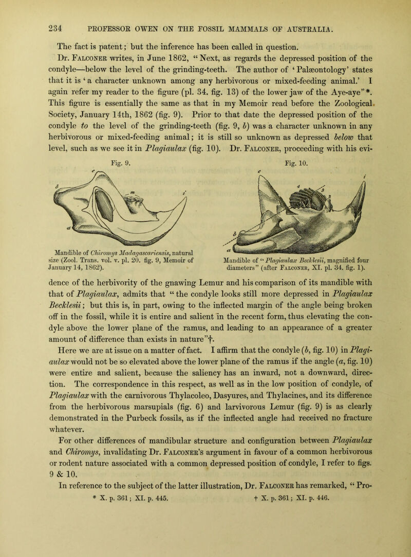 The fact is patent; but the inference has been called in question. Dr. Falcoeee writes, in June 1862, “Next, as regards the depressed position of the condyle—below the level of the grinding-teeth. The author of ‘ Palseontology’ states that it is ‘ a character unknown among any herbivorous or mixed-feeding animal.’ I again refer my reader to the figure (pi. 34. fig. 13) of the lower jaw of the Aye-aye”*. This figure is essentially the same as that in my Memoir read before the Zoological. Society, January 14th, 1862 (fig. 9). Prior to that date the depressed position of the condyle to the level of the grinding-teeth (fig. 9, h) was a character unknown in any herbivorous or mixed-feeding animal; it is still so unknown as depressed helow that level, such as we see it in Plagiaulax (fig. 10). Dr. Falconee, proceeding with his evi- Fig. 9. Mandible of CTiiromys Madagascariensis, natural size (Zool. Trans, vol. v. pi. 20. fig. 9, Memoir of January 14, 1862). Fig. 10. Mandible of “ Plagiaulax BechlesU, magnified four diameters” (after Falconer, XI. pi. 34. fig. 1). dence of the herbivority of the gnawing Lemur and his comparison of its mandible with that of Plagiaulax, admits that “ the condyle looks still more depressed in Plagiaulax BecJclesii; but this is, in part, owing to the inflected margin of the angle being broken ofF in the fossil, while it is entire and salient in the recent form, thus elevating the con- dyle above the lower plane of the ramus, and leading to an appearance of a greater amount of difference than exists in nature”f. Here we are at issue on a matter of fact. I affirm that the condyle [h, fig. 10) in Plagi- aulax not be so elevated above the lower plane of the ramus if the angle {a, fig. 10) were entire and salient, because the saliency has an inward, not a downward, direc- tion. The correspondence in this respect, as well as in the low position of condyle, of Plagiaulax vfiih. the carnivorous Thylacoleo, Dasyures, and Thylacines, and its difference from the herbivorous marsupials (fig. 6) and larvivorous Lemur (fig. 9) is as clearly demonstrated in the Purbeck fossils, as if the inflected angle had received no fracture whatever. For other differences of mandibular structure and configuration between Plagiaulax and Chiromys, invalidating Dr. Falconee’s argument in favour of a common herbivorous or rodent nature associated with a common depressed position of condyle, I refer to figs. 9 & 10. In reference to the subject of the latter illustration, Dr, FALCONEEhas remarked, “ Pro- * X. p. 361; XI. p. 445. t X. p. 361; XL p. 446.