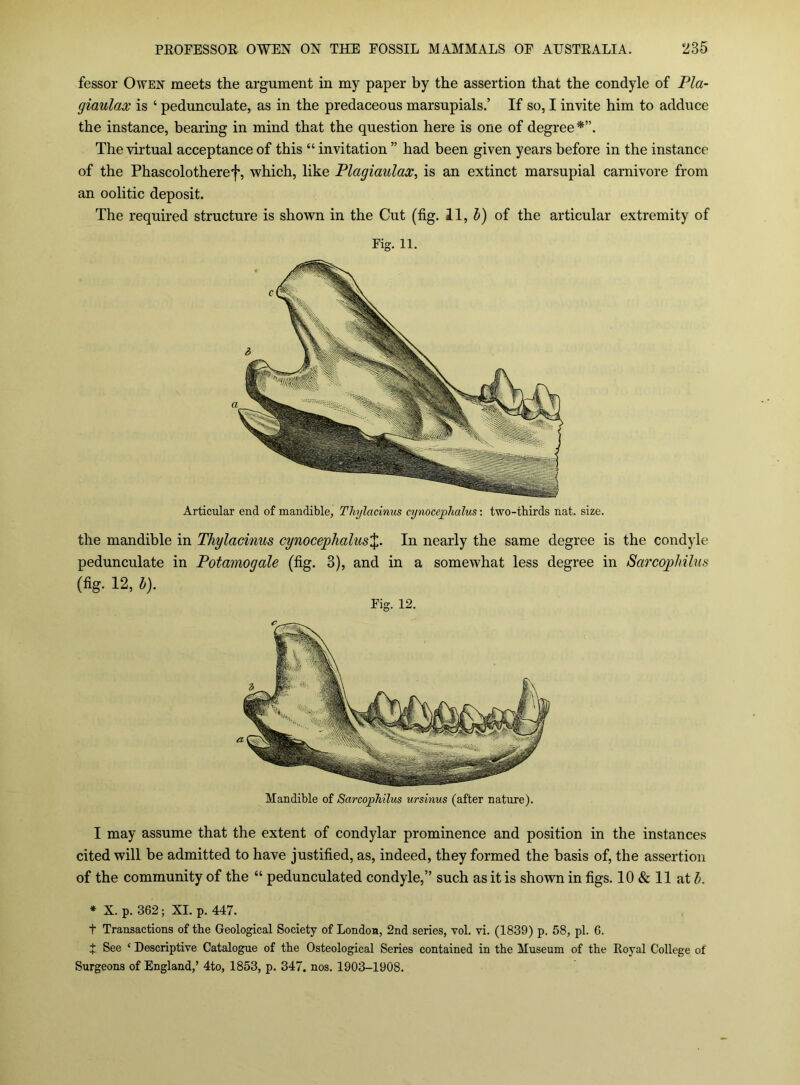 fessor Owen meets the argument in my paper by the assertion that the condyle of Pla- giaulax is ‘ pedunculate, as in the predaceous marsupials.’ If so, I invite him to adduce the instance, bearing in mind that the question here is one of degree*”. The virtual acceptance of this “ invitation ” had been given years before in the instance of the Phascolotheref, which, like Plagiaulax^ is an extinct marsupial carnivore from an oolitic deposit. The required structure is shown in the Cut (fig. 11, i) of the articular extremity of Fig. 11. 3 Articular end of mandible, Tliylacinus cynocephalus: two-thirds nat. size. the mandible in Thylacinus cymcephalus%. In nearly the same degree is the condyle pedunculate in Potamogale (fig. 3), and in a somewhat less degree in SarcophUus (fig. 12, h). Eig. 12. Mandible of SarcopMlus ursinus (after nature). I may assume that the extent of condylar prominence and position in the instances cited will be admitted to have justified, as, indeed, they formed the basis of, the assertion of the community of the “ pedunculated condyle,” such as it is shown in figs. 10 & 11 at * X. p. 362; XL p. 447. t Transactions of the Geological Society of London, 2nd series, vol. vi. (1839) p. 58, pi. 6. J See ‘ Descriptive Catalogue of the Osteological Series contained in the Museum of the Royal College of Surgeons of England,’ 4to, 1853, p. 347. nos. 1903-1908.