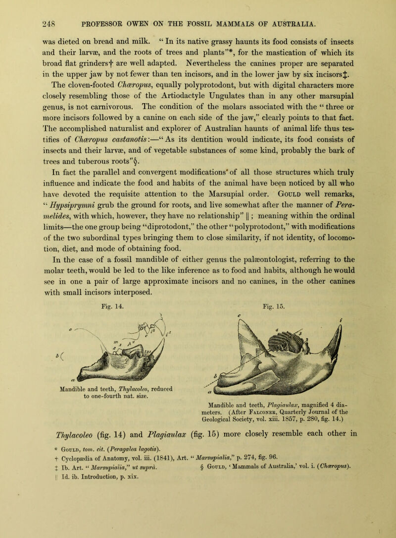 was dieted on bread and milk. “ In its native grassy haunts its food consists of insects and their larvse, and the roots of trees and plants”*, for the mastication of which its broad flat grinders f are well adapted. Nevertheless the canines proper are separated in the upper jaw by not fewer than ten incisors, and in the lower jaw by six incisors The cloven-footed Chceropus, equally polyprotodont, but with digital characters more closely resembling those of the Artiodactyle Ungulates than in any other marsupial genus, is not carnivorous. The condition of the molars associated with the “ three or more incisors followed by a canine on each side of the jaw,” clearly points to that fact. The accomplished naturalist and explorer of Australian haunts of animal life thus tes- tifies of Chceropus castanotis:—“ As its dentition would indicate, its food consists of insects and their larvse, and of vegetable substances of some kind, probably the bark of trees and tuberous roots’’^. In fact the parallel and convergent modifications' of all those structures which truly influence and indicate the food and habits of the animal have been noticed by all who have devoted the requisite attention to the Marsupial order. Gould well remarks, “ Hypsiprymni grub the ground for roots, and live somewhat after the manner of Pera- melides, with which, however, they have no relationship” ||; meaning within the ordinal limits—the one group being “diprotodont,” the other “polyprotodont,” with modifications of the two subordinal types bringing them to close similarity, if not identity, of locomo- tion, diet, and mode of obtaining food. In the case of a fossil mandible of either genus the palseontologist, referring to the molar teeth, would be led to the like inference as to food and habits, although he would see in one a pair of large approximate incisors and no canines, in the other canines with small incisors interposed. Fig. 14. Mandible and teeth, Thylacoleo, reduced to one-fourth nat. size. Fig. 15. c Mandible and teeth, Plagiaulax, magnified 4 dia- meters. (After Falconek, Quarterly Journal of the Geological Society, vol. xiii. 1857, p. 280, fig. 14.) Thylacoleo (fig. 14) and Plagiaulax (fig. 15) more closely resemble each other in * Gould, tom. cit. {Peragalea lagotis). t Cyclopaedia of Anatomy, vol. iii. (1841), Art. “ Marsupialia,” p. 274, fig. 96. 7 Ib. Art. “Marsupialia, ut supra. § Gould, ‘Mammals of Austraha,’ vol. i. (Chceropus). |: Id. ib. Introduction, p. xix.