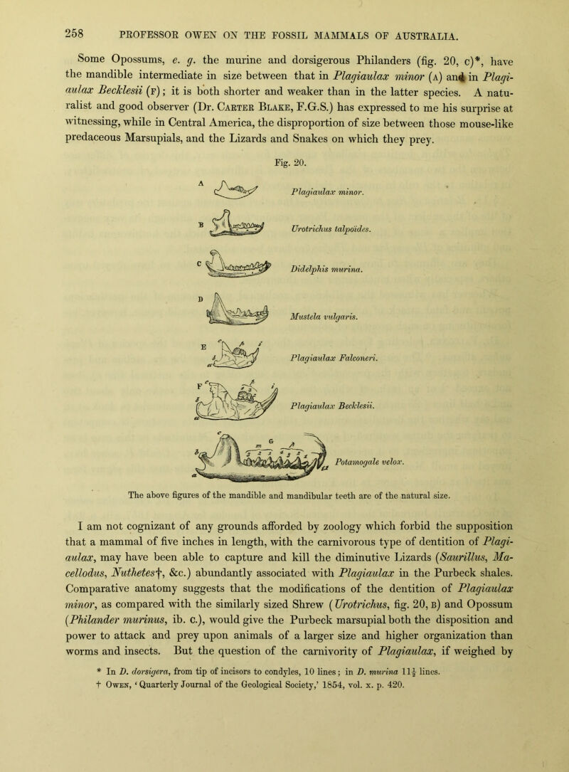 268 Some Opossums, e. g. the murine and dorsigerous Philanders (fig. 20, c)*, have the mandible intermediate in size between that in Plagiaulax minor (a) an4 in Plagi- aulax PecJclesii (f) ; it is both shorter and weaker than in the latter species. A natu- ralist and good observer (Dr. Caeter Blake, F.G.S.) has expressed to me his surprise at witnessing, while in Central America, the disproportion of size between those mouse-like predaceous Marsupials, and the Lizards and Snakes on which they prey. Fig. 20. Plagiaulax minor. Urotrichus talpoides. Didelphis murina. D Mustela vulgaris. Plagiaulax Falconeri. Plagiaulax BecMesU. Potamogale velox. The above figures of the mandible and mandibular teeth are of the natural size. I am not cognizant of any grounds afibrded by zoology which forbid the supposition that a mammal of five inches in length, with the carnivorous type of dentition of Plagi- aulax, may have been able to capture and kill the diminutive Lizards {Saurillus, Ma- cellodus, Nuthetes\, &c.) abundantly associated with Plagiaulax in the Purbeck shales. Comparative anatomy suggests that the modifications of the dentition of Plagiaulax minor, as compared with the similarly sized Shrew (Urotrichus, fig. 20, b) and Opossum {Philander murinus, ib. c.), would give the Purbeck marsupial both the disposition and power to attack and prey upon animals of a larger size and higher organization than worms and insects. But the question of the carnivority of Plagiaulax, if weighed by * In Z>. dorsigera, from tip of incisors to condyles, 10 lines; in D. murina 11^ lines, t Owen, ‘ Quarterly Journal of the Geological Society,’ 1854, vol. x. p. 420.