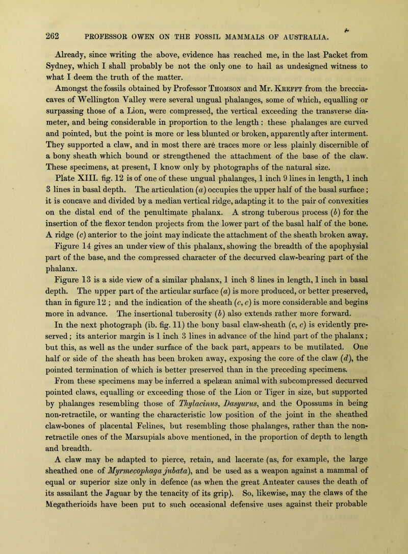 Already, since writing the above, evidence has reached me, in the last Packet from Sydney, which I shall probably be not the only one to hail as undesigned witness to what I deem the truth of the matter. Amongst the fossils obtained by Professor Thomson and Mr. Krefft from the breccia- caves of Wellington Valley were several ungual phalanges, some of which, equalling or surpassing those of a Lion, were compressed, the vertical exceeding the transverse dia- meter, and being considerable in proportion to the length ; these phalanges are curved and pointed, but the point is more or less blunted or broken, apparently after interment. They supported a claw, and in most there are traces more or less plainly discernible of a bony sheath which bound or strengthened the attachment of the base of the claw. These specimens, at present, I know only by photographs of the natural size. Plate XIII. fig. 12 is of one of these ungual phalanges, 1 inch 9 lines in length, 1 inch 3 lines in basal depth. The articulation (a) occupies the upper half of the basal surface; it is concave and divided by a median vertical ridge, adapting it to the pair of convexities on the distal end of the penultimate phalanx. A strong tuberous process (d) for the insertion of the flexor tendon projects from the lower part of the basal half of the bone. A ridge (c) anterior to the joint may indicate the attachment of the sheath broken away. Figure 14 gives an under view of this phalanx, showing the breadth of the apophysial part of the base, and the compressed character of the decurved claw-bearing part of the phalanx. Figure 13 is a side view of a similar phalanx, 1 inch 8 lines in length, 1 inch in basal depth. The upper part of the articular surface {a) is more produced, or better preserved, than in figure 12 ; and the indication of the sheath {c, c) is more considerable and begins more in advance. The insertional tuberosity {h) also extends rather more forward. In the next photograph (ib. fig. 11) the bony basal claw-sheath (c, c) is evidently pre- served ; its anterior margin is 1 inch 3 lines in advance of the hind part of the phalanx; but this, as well as the under surface of the back part, appears to be mutilated. One half or side of the sheath has been broken away, exposing the core of the claw (<?), the pointed termination of which is better preserved than in the preceding specimens. From these specimens maybe inferred a spelaean animal with subcompressed decurved pointed claws, equalling or exceeding those of the Lion or Tiger in size, but supported by phalanges resembling those of Thylacinus, Basyurus, and the Opossums in being non-re tractile, or wanting the characteristic low position of the joint in the sheathed claw-bones of placental Felines, but resembling those phalanges, rather than the non- retractile ones of the Marsupials above mentioned, in the proportion of depth to length and breadth. A claw may be adapted to pierce, retain, and lacerate (as, for example, the large sheathed one of Myrmecophaga jnhata), and be used as a weapon against a mammal of equal or superior size only in defence (as when the great Anteater causes the death of its assailant the Jaguar by the tenacity of its grip). So, likewise, may the claws of the Megatherioids have been put to such occasional defensive uses against their probable