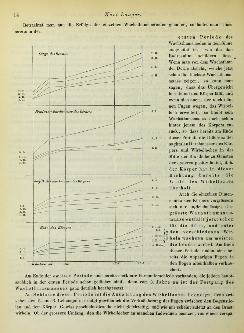 Betrachtet man nun die Erfolge der einzelnen Wachsthumsperioden genauer, so findet man , dass bereits in der ersten Periode der Wachsthumsmodus in dem Sinne eingeleitet ist , wie ihn das Endresultat schildern liess. Wenn man von dem Wachsthum der Dorne absieht, welche jetzt schon das höchste Wachsthums- maass zeigen, so kann man sagen, dass das Übergewicht bereits auf den Körper fällt, und wenn sich auch, der noch offe- nen Fugen wegen, das Wirbel- loch erweitert, so bleibt sein Wachsthumsmaass doch schon hinter jenem des Körpers zu- rück, so dass bereits am Ende dieser Periode die Differenz der sagittalen Durchmesser des Kör- pers und Wirbelloches in der Mitte der Brusthöhe zu Gunsten der ersteren positiv lautet, d. h. der Körper hat in dieser Richtung bereits die Weite des Wirbelloches überholt. Auch die einzelnen Dimen- sionen des Körpers vergrössern sich nur ungleichmässig; das grösste Waeh s t h umsau s- maass entfällt jetzt schon für die Höhe, und unter «den verschiedenen Wir- beln wachsen am meisten die Lendenwirbel. Am Ende dieser Periode finden sich be- reits die unpaarigen Fugen in den Bogen allenthalben verknö- chert. Am Ende der zweiten Periode sind bereits merkbare Formunterschiede vorhanden, die jedoch haupt- sächlich in der ersten Periode schon gediehen sind, denn vom 3. Jahre an ist der Fortgang des Wachsthumsmaasses ganz deutlich herabgesetzt. Am Schlüsse dieser Periode ist die Ausweitung des Wirbelloches beendigt, denn zwi- schen dem 5. und 6. Lebensjahre erfolgt gewöhnlich die Verknöcherung der Fugen zwischen den Bogenstie- len und dem Körper. Gewiss geschieht dieselbe nicht gleichzeitig, und wie mir scheint zuletzt an den Brust- wirbeln. Ob der grössere Umfang, den die Wirbellöcher an manchen Individuen besitzen, von einem verspä-