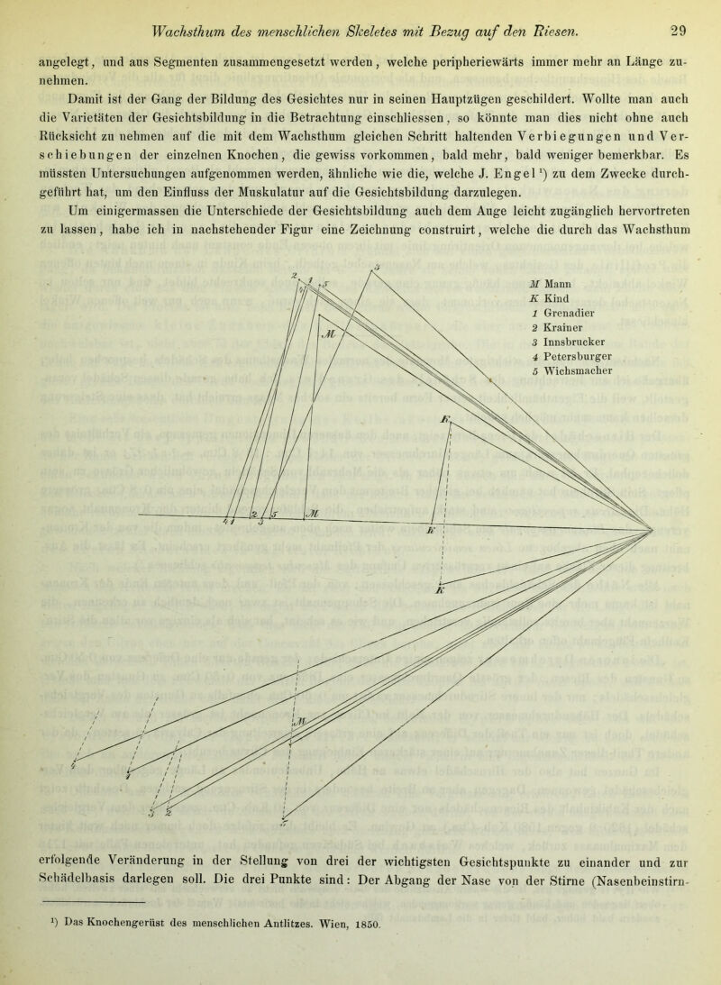 angelegt, und aus Segmenten zusammengesetzt werden, welche peripheriewärts immer mehr an Länge zu- nehmen. Damit ist der Gang der Bildung des Gesichtes nur in seinen Hauptzügen geschildert. Wollte man auch die Varietäten der Gesichtsbildung in die Betrachtung einschliessen, so könnte man dies nicht ohne auch Rücksicht zu nehmen auf die mit dem Wachsthum gleichen Schritt haltenden Verbi egungen und Ver- schiebungen der einzelnen Knochen, die gewiss Vorkommen, bald mehr, bald weniger bemerkbar. Es müssten Untersuchungen aufgenommen werden, ähnliche wie die, welche J. EngeP) zu dem Zwecke durch- geführt hat, um den Einfluss der Muskulatur auf die Gesichtsbildung darzulegen. Um einigermassen die Unterschiede der Gesichtsbildung auch dem Auge leicht zugänglich hervortreten zu lassen, habe ich in nachstehender Figur eine Zeichnung construirt, welche die durch das Wachsthum erfolgende Veränderung in der Stellung von drei der wichtigsten Gesichtspunkte zu einander und zur Scliädelbasis darlegen soll. Die drei Punkte sind; Der Abgang der Nase von der Stirne (Nasenbeinstirn- 1) Das Knochengerüst des menschlichen Antlitzes. Wien, 1850.