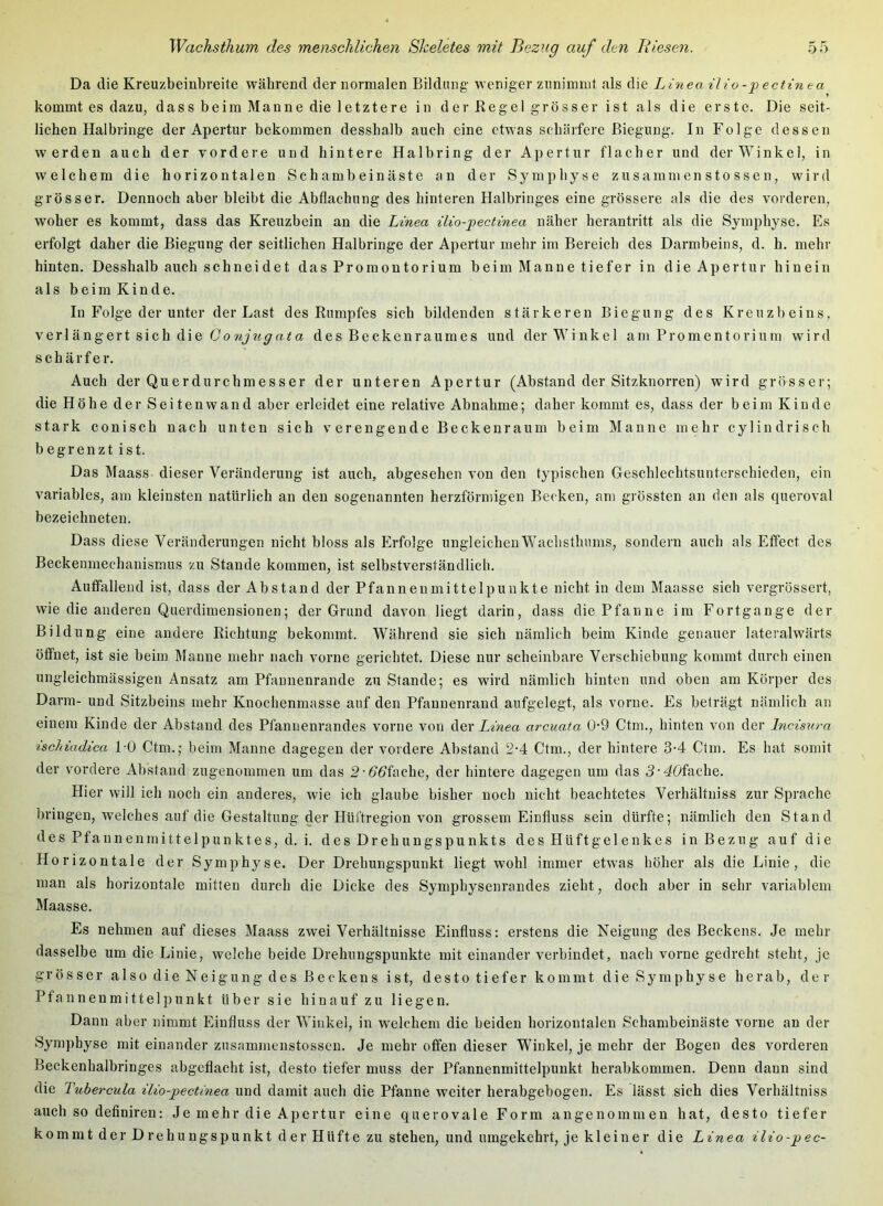 Da die Kreuzbeinbreite während der normalen Bildung weniger znnimmt als die Linea ilio -p ectinea kommt es dazu, dass beim Manne die letztere in der Regel grösser ist als die erste. Die seit- lichen Halbringe der Apertur bekommen dessbalb auch eine etwas schärfere Biegung. In Folge dessen werden auch der vordere und hintere Halb ring der Apertur flacher und der Winkel, in welchem die horizontalen Schambeinäste an der Symphyse zusammen sto ssen, wird grösser. Dennoch aber bleibt die Abflachung des hinteren Halbringes eine grössere als die des vorderen, woher es kommt, dass das Kreuzhein an die Linea ilio-’pectinea näher herantritt als die Symphyse. Es erfolgt daher die Biegung der seitlichen Halbringe der Apertur mehr im Bereich des Darmbeins, d. h. mehr hinten. Desshalh auch schneidet das Promontorium beim Manne tiefer in die Apertur hinein als beim Kinde. In Folge der unter der Last des Rumpfes sich bildenden stärkeren Biegung des Kreuzbeins, verlängert sich die G onjug ata des Becken raum es und der Winkel a m P r o m e n t o r i u m wird schärfer. Auch der Querdurchmesser der unteren Apertur (Abstand der Sitzknorren) wird grösser; die Höhe der Seitenwand aber erleidet eine relative Abnahme; daher kommt es, dass der beim Kinde stark conisch nach unten sich verengende Beckenraum beim Manne mehr cylindrisch begrenzt ist. Das Maass dieser Veränderung ist auch, abgesehen von den typischen Geschlechtsunterschieden, ein variables, am kleinsten natürlich an den sogenannten herzförmigen Becken, am grössten an den als queroval bezeichneteu. Dass diese Veränderungen nicht bloss als Erfolge ungleichenWaclisthnms, sondern auch als Efl'ect des Beckenmechanismus zu Stande kommen, ist selbstverständlich. Auffallend ist, dass der Abstand der Pfannenmittelpunkte nicht in dem Maasse sich vergrössert, wie die anderen Querdimensionen; der Grund davon liegt darin, dass die Pfanne im Fortgänge der Bildung eine andere Richtung bekommt. Während sie sich nämlich beim Kinde genauer lateralwärts öffnet, ist sie beim Manne mehr nach vorne gerichtet. Diese nur scheinbare Verschiebung kommt durch einen ungleichmässigen Ansatz am Pfannenrande zu Stande; es wird nämlich hinten und oben am Körper des Darm- und Sitzbeins mehr Knochenmasse auf den Pfannenrand aufgelegt, als vorne. Es beträgt nämlich an einem Kinde der Abstand des Pfannenrandes vorne von der Linea arcuata Ü-9 Ctm., hinten von der Incisnra ischiadica FO Ctm.; beim Manne dagegen der vordere Abstand 2-4 Ctm., der hintere 3-4 Ctm. Es hat somit der vordere Abstand zugenommen um das 2-6'öfache, der hintere dagegen um das 3’40fache. Hier will ich noch ein anderes, wie ich glaube bisher noch nicht beachtetes Verhältniss zur Sprache bringen, welches auf die Gestaltung der Hüi'tregion von grossem Einfluss sein dürfte; nämlich den Stand des Pfannenmittelpunktes, d. i. des Drehungspunkts des Hüftgelenkes in Bezug auf die Horizontale der Symphyse. Der Drehungspunkt liegt wohl immer etwas höher als die Linie, die man als horizontale mitten durch die Dicke des Symphysenrandes zieht, doch aber in sehr variablem Maasse. Es nehmen auf dieses Maass zwei Verhältnisse Einfluss: erstens die Neigung des Beckens. Je mehr dasselbe um die Linie, welche beide Drehungspunkte mit einander verbindet, nach vorne gedreht steht, je grösser also die Neigung des Beckens ist, desto tiefer kommt die Symphyse herab, der Pfannenmittelpunkt über sie hinauf zu liegen. Dann aber nimmt Einfluss der Winkel, in welchem die beiden horizontalen Schambeinäste vorne an der Symphyse mit einander zusammenstossen. Je mehr offen dieser Winkel, je mehr der Bogen des vorderen Beckenhalbringes abgeflacht ist, desto tiefer muss der Pfannenmittelpuukt herabkommen. Denn daun sind die Tubercula ilio-jpectinea und damit auch die Pfanne weiter herabgebogen. Es lässt sich dies Verhältniss auch so definiren; Je mehr die Apertur eine querovale Form angenommen hat, desto tiefer kommt der Drehungspunkt der Hüfte zu stehen, und umgekehrt, je kleiner die Linea ilio-pec-