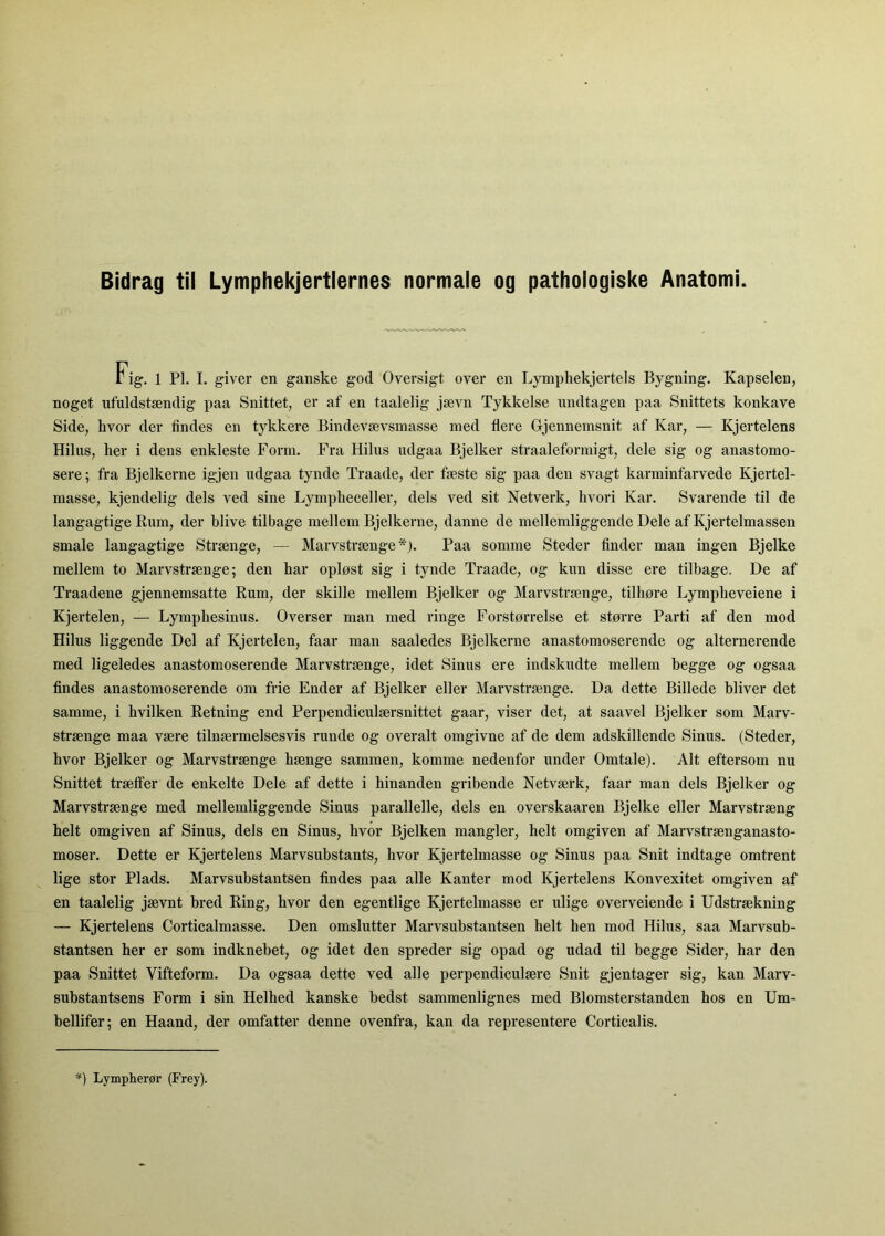 Bidrag til Lymphekjertlernes normale og pathologiske Anatomi. Fig. 1 PL I. giver en ganske god Oversigt over en Lymphekjertels Bygning. Kapselen, noget ufuldstændig paa Snittet, er af en taalelig jævn Tykkelse undtagen paa Snittets konkave Side, hvor der tindes en tykkere Bindevævsmasse med tiere Grjennemsnit af Kar, — Kjertelens Hilus, her i dens enkleste Form. Fra Hilus udgaa Bjelker straaleformigt, dele sig og anastomo- sere; fra Bjelkerne igjen udgaa tynde Traade, der fæste sig paa den svagt karminfarvede Kjertel- masse, kjendelig dels ved sine Lympheceller, dels ved sit Netverk, hvori Kar. Svarende til de langagtige Rum, der blive tilbage mellem Bjelkerne, danne de mellemliggende Dele af Kjertelmassen smale langagtige Strænge, — Marvstrænge*). Paa somme Steder tinder man ingen Bjelke mellem to Marvstrænge; den har opløst sig i tynde Traade, og kun disse ere tilbage. De af Traadene gjennemsatte Rum, der skille mellem Bjelker og Marvstrænge, tilhøre Lympheveiene i Kjertelen, — Lymphesinus. Overser man med ringe Forstørrelse et større Parti af den mod Hilus liggende Del af Kjertelen, faar man saaledes Bjelkerne anastomoserende og alternerende med ligeledes anastomoserende Marvstrænge, idet Sinus ere indskudte mellem begge og ogsaa findes anastomoserende om frie Ender af Bjelker eller Marvstrænge. Da dette Billede bliver det samme, i hvilken Retning end Perpendiculærsnittet gaar, viser det, at saavel Bjelker som Marv- strænge maa være tilnærmelsesvis runde og overalt omgivne af de dem adskillende Sinus. (Steder, hvor Bjelker og Marvstrænge hænge sammen, komme nedenfor under Omtale). Alt eftersom nu Snittet trætfer de enkelte Dele af dette i hinanden gribende Netværk, faar man dels Bjelker og Marvstrænge med mellemliggende Sinus parallelle, dels en overskaaren Bjelke eller Marvstræng helt omgiven af Sinus, dels en Sinus, hvor Bjelken mangler, helt omgiven af Marvstrænganasto- moser. Dette er Kjertelens Marvsubstants, hvor Kjertelmasse og Sinus paa Snit indtage omtrent lige stor Plads. Marvsubstantsen findes paa alle Kanter mod Kjertelens Konvexitet omgiven af en taalelig jævnt bred Ring, hvor den egentlige Kjertelmasse er ulige overveiende i Udstrækning — Kjertelens Corticalmasse. Den omslutter Marvsubstantsen helt hen mod Hilus, saa Marvsub- stantsen her er som indknebet, og idet den spreder sig opad og udad til begge Sider, har den paa Snittet Vifteform. Da ogsaa dette ved alle perpendiculære Snit gjentager sig, kan Marv- substantsens Form i sin Helhed kanske bedst sammenlignes med Blomsterstanden hos en Um- bellifer; en Haand, der omfatter denne ovenfra, kan da representere Corticalis. *) Lympherør (Frey).