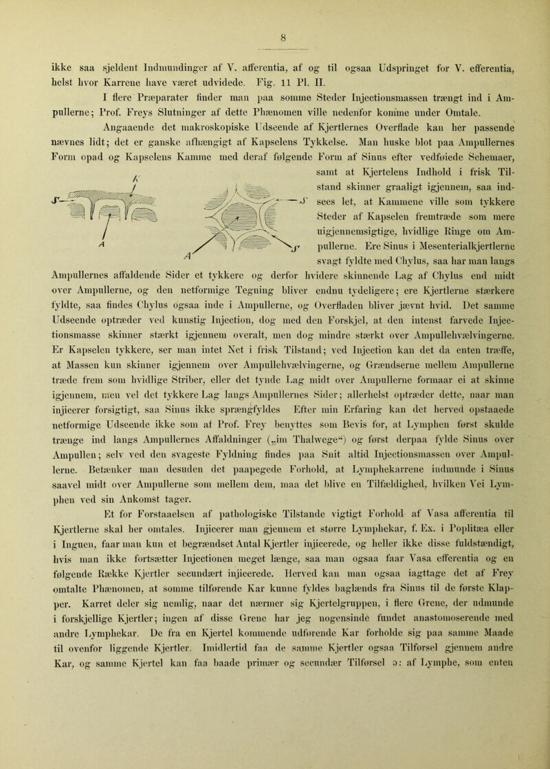 ikke saa sjeldent Indinimdinger af V. atfereiitia, af og til ogsaa Udspringet for V. efiferentia, helst hvor Karrene have været udvidede. Fig. 11 PI. II. I flere Præparater finder man paa somme Steder Injectionsmassen trængt ind i Am- pullerne; Prof. Freys Slutninger af dette Phænomen ville nedenfor komme under Omtale. Angaaende det makroskopiske Udseende af Kjertiernes Overflade kan her passende nævnes lidt; det er ganske afhængigt af Kapselens Tykkelse. Man huske blot paa Ampullernes Form opad og Kapselens Kamme med deraf følgende Form af Sinus efter vedføiede Schemaer, samt at Kjertelens Indhold i frisk Til- j / stand skinner graaligt igjennem, saa ind- ^ sees let, at Kammene ville som tykkere Steder af Kapselen fremtræde som mere uigjennemsigtige, hvidlige Ringe om Am- pullerne. Ere Sinus i Mesenterialkjertlerne svagt fyldte med Chylus, saa har man langs Am})ullernes aft'aldende Sider et tykkere og derfor hvidere skinnende Lag af Chylus end midt over Ampullerne, og den netformige Tegning bliver endnu tydeligere; ere Kjertierne stærkere fyldte, saa findes Chylus ogsaa inde i Ampullerne, og Overfladen bliver jævnt hvid. Det samme Udseende optræder ved kunstig Injection, dog med den Forskjel, at den intenst farvede Injec- tionsmasse skinner stærkt igjennem overalt, men dog mindre stærkt over Ampullehvælvingerne. Er Kapselen tykkere, ser man intet Net i frisk Tilstand; ved Injection kan det da enten træffe, at Massen kun skinner igjennem over Ampullehvælvingerne, og Grændserne mellem Ampullerne træde frem som hvidlige Striber, eller det tynde Lag midt over Ampullerne formaar ei at skinne igjennem, men vel det tykkere Lag langs Ami)ul]ernes Sider; allerhelst optræder dette, naar man injicerer forsigtigt, saa Sinus ikke sprængfyldes Efter min Erfaring kan det herved opstaaede netformige Udseende ikke som af Prof. Frey benyttes som Bevis for, at Lymphen først skulde trænge ind langs Ampullernes Affaldninger (,.im Thahvege“) og først derpaa fylde Sinus over Ampullen; selv ved den svageste Fyldning findes paa Snit altid Injectionsmassen over Ampul- lerne. Betænker man desuden det paapegede Forhold, at Lymphekarrene indmunde i Sinus saavel midt over Ampullerne som mellem dem, maa det blive en Tilfældighed, hvilken Vei Lym- phen ved sin Ankomst tager. Et for Forstaaelsen af pathologiske Tilstande vigtigt Forhold af Vasa aff'crentia til Kjertierne skal her omtales. Injicerer man gjennem et større Lymi)hekar, f. Ex. i Poplitæa eller i Inguen, faar man kun et begrændset Antal Kjertier injicerede, og heller ikke disse fuldstændigt, hvis man ikke fortsætter Injectionen meget længe, saa man ogsaa faar Vasa efferentia og en følgende Række Kjertier secundært injicerede. Herved kan man ogsaa iagttage det af Frey omtalte Phænomen, at somme tilførende Kar kunne fyldes baglænds fra Sinus til de første Klap- per. Karret deler sig nemlig, naar det nærmer sig Kjertelgruppen, i flere Grene, der udmunde i forskjellige Kjertlcr; ingen af disse Grene har jeg nogensinde fundet anastomoserende med andre Lymphekar. De fra en Kjertel kommende udførende Kar forholde sig paa samme Maade til ovenfor liggende Kjertier. Imidlertid faa de samme Kjertier ogsaa Tilførsel g;)ennem andre Kar, og samme Kjertel kan faa baade primær og sceundær Tilførsel o: af Lympbe, som enten